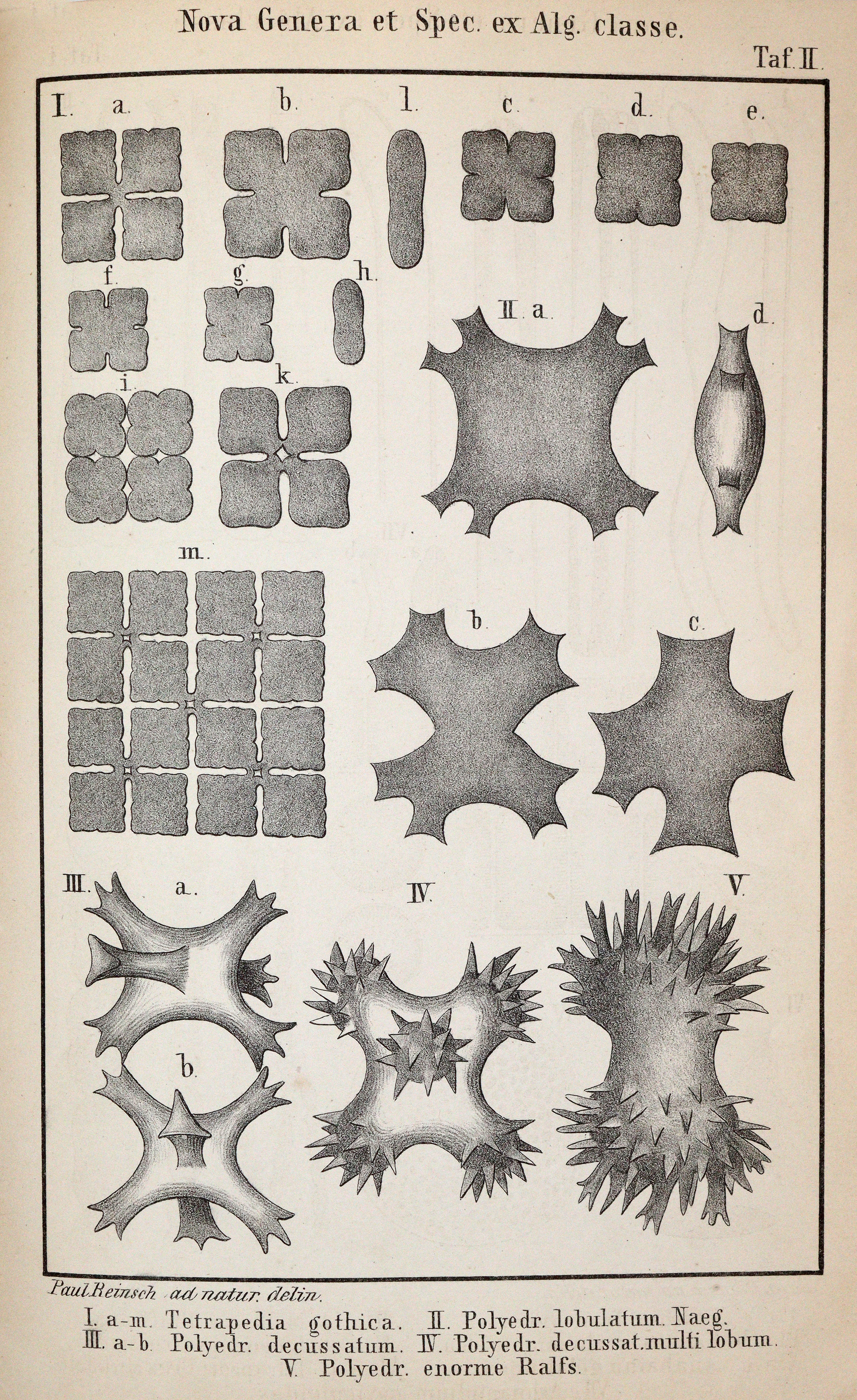 Reinsch,P.(A.). | Bild Nr.3