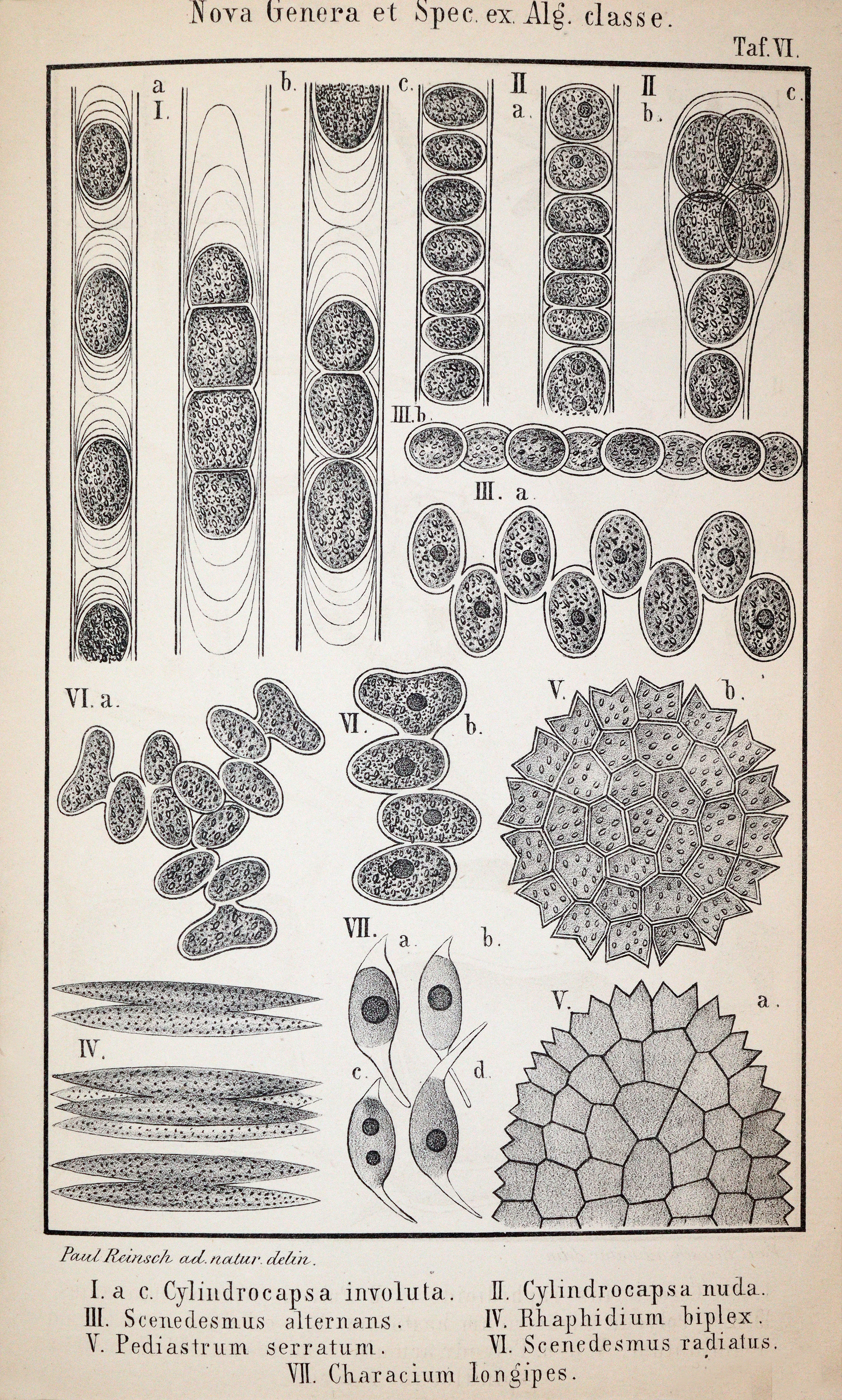 Reinsch,P.(A.). | Bild Nr.4