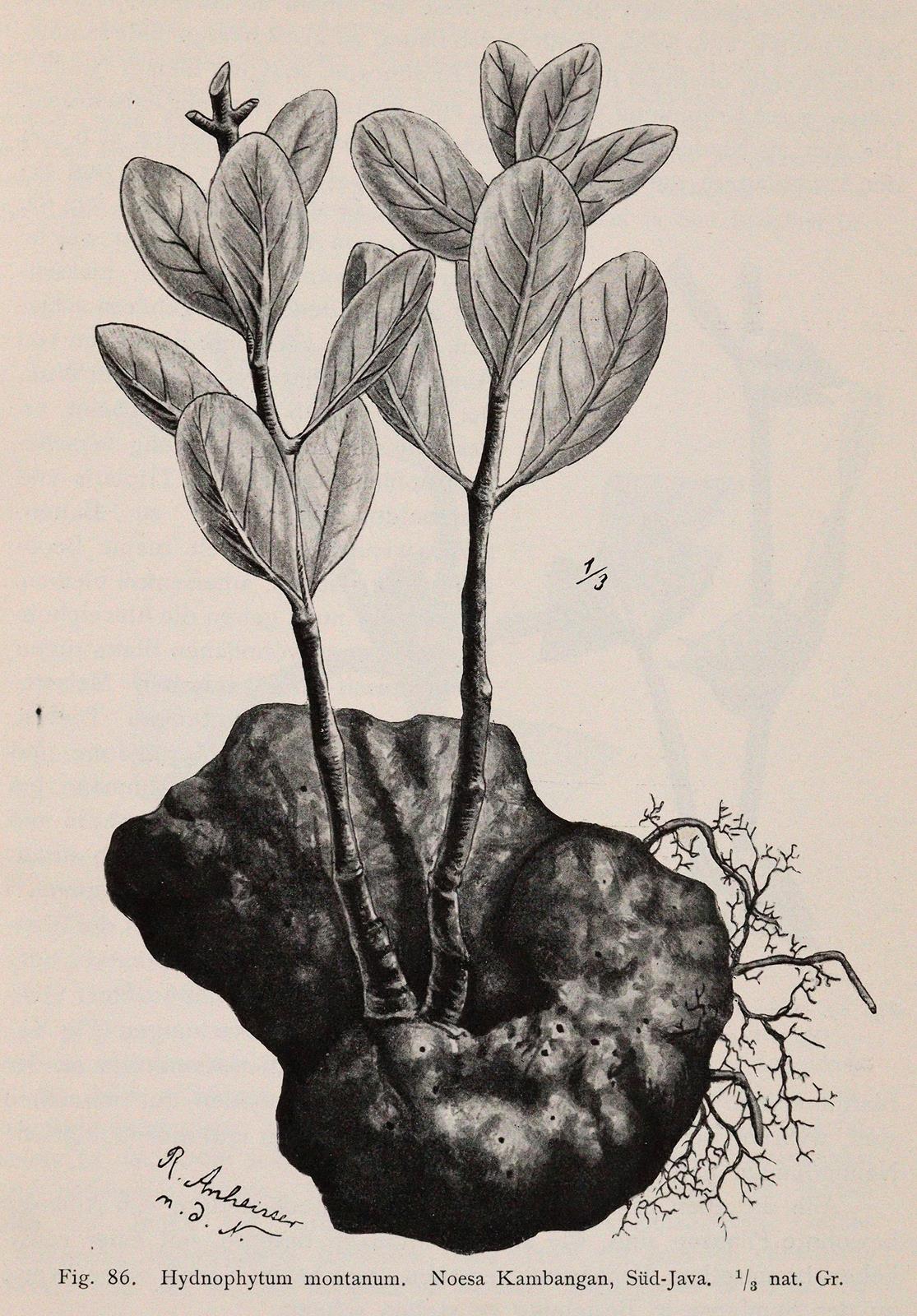 Schimper,A.F.W. | Bild Nr.2