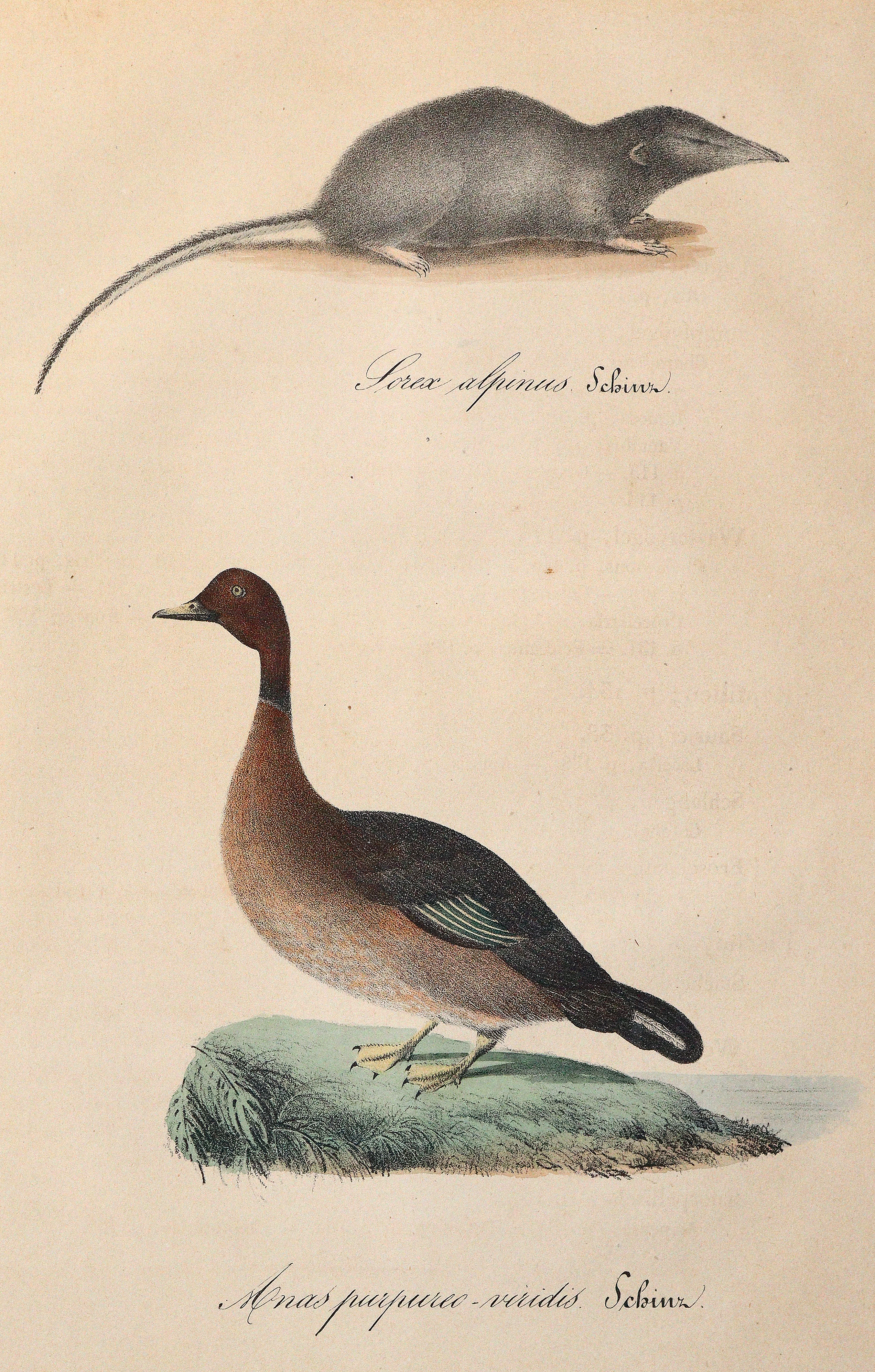 Schinz,H.R. | Bild Nr.2