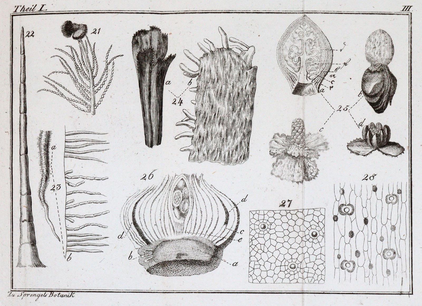 Sprengel,K. | Bild Nr.2