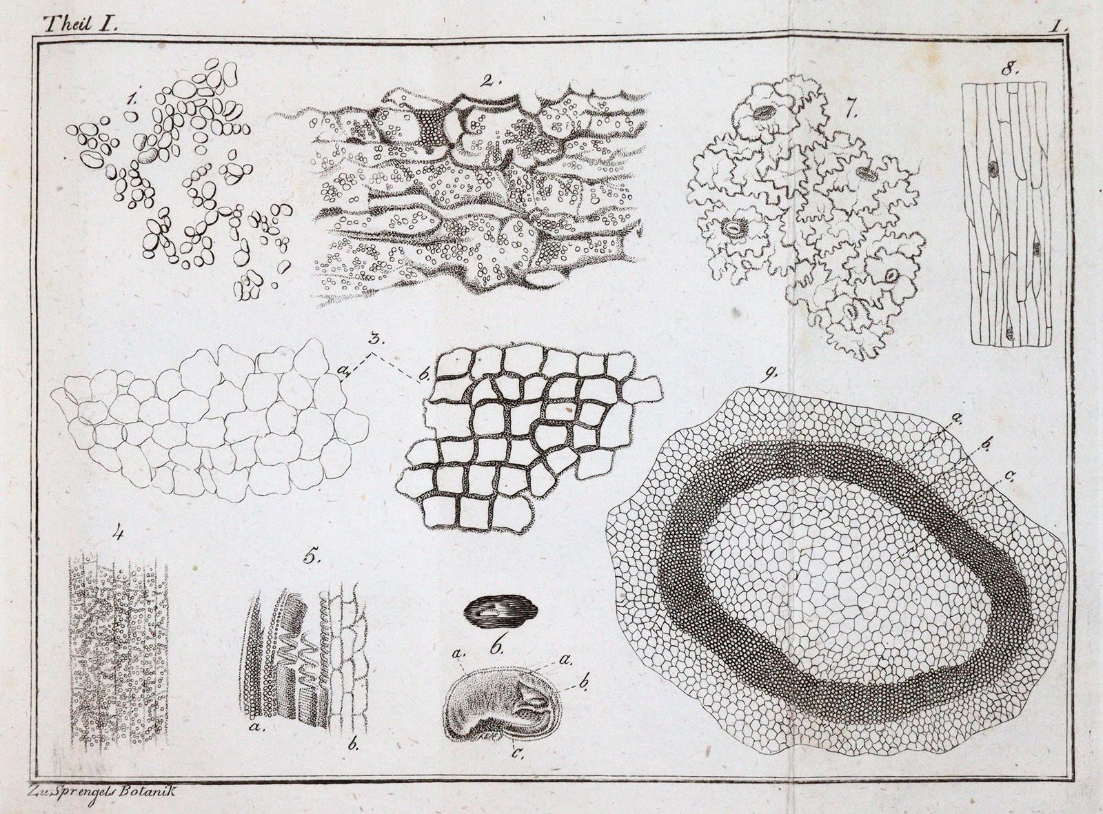 Sprengel,K. | Bild Nr.3