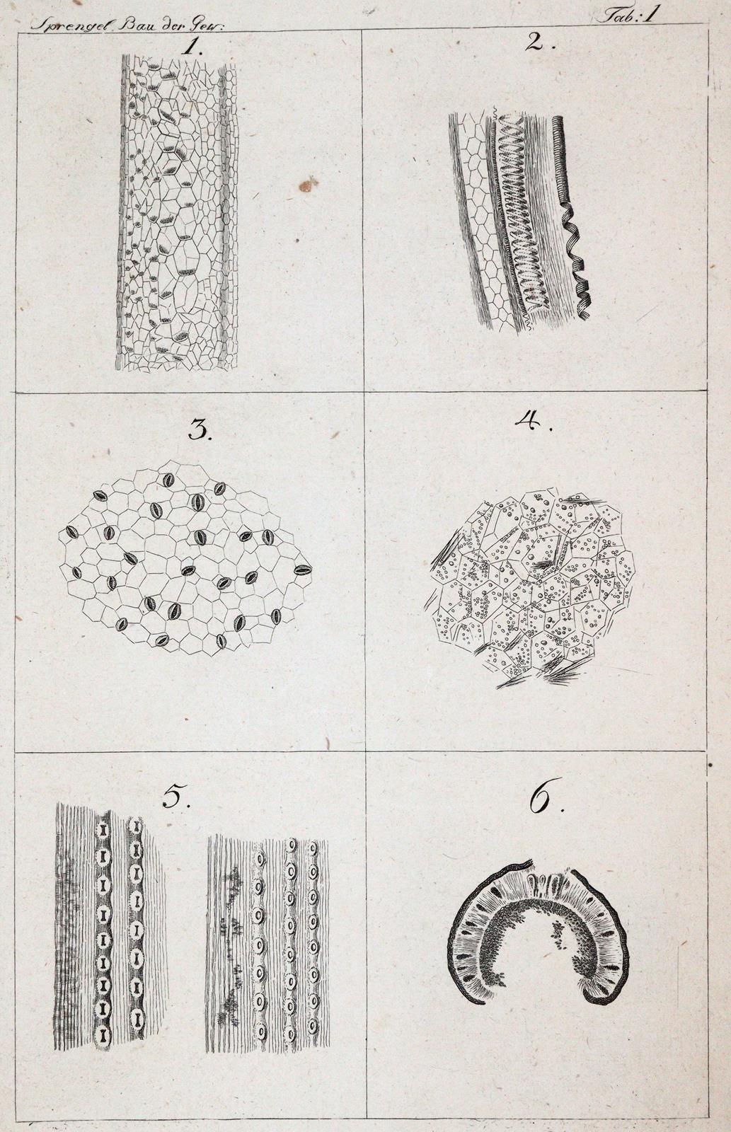 Sprengel,K. | Bild Nr.2