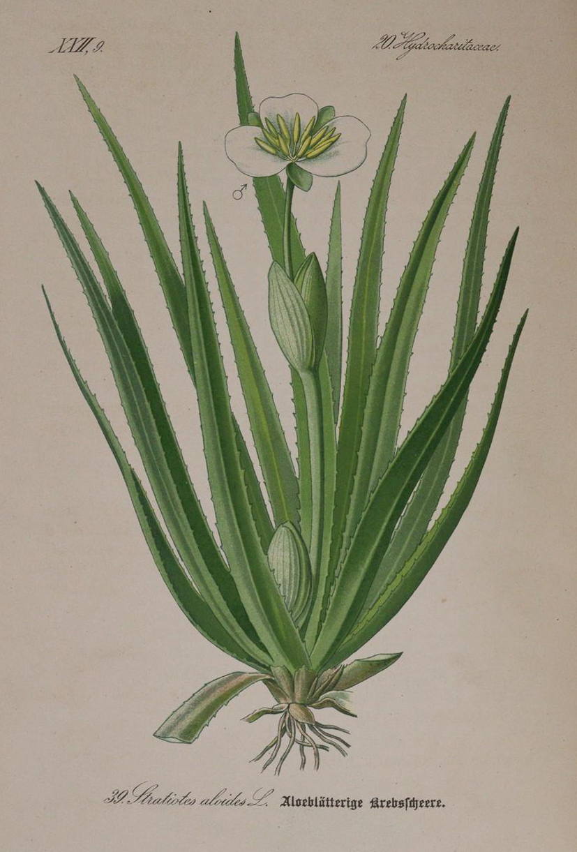 Thome,(O.W.) | Bild Nr.2