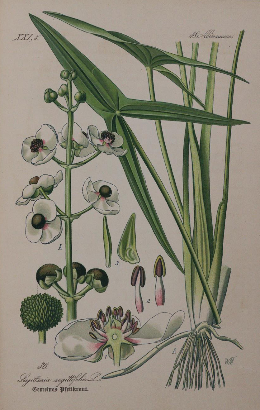 Thome,(O.W.) | Bild Nr.3