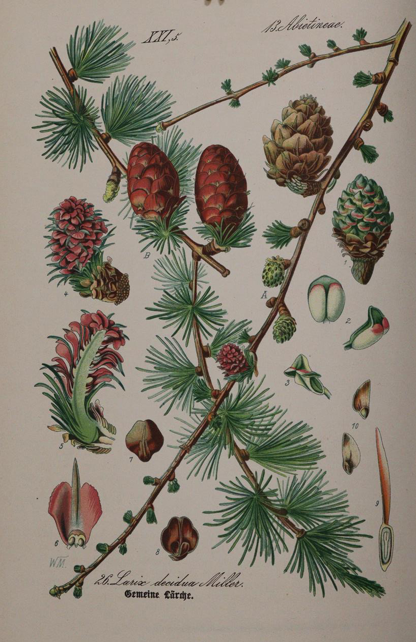 Thome,(O.W.) | Bild Nr.4