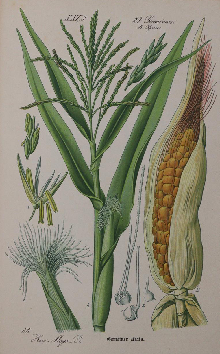 Thome,(O.W.) | Bild Nr.5