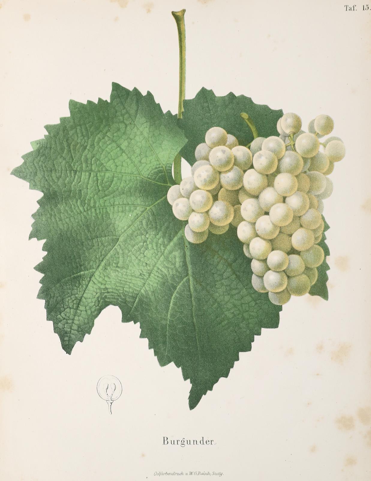 Single,C. | Bild Nr.2