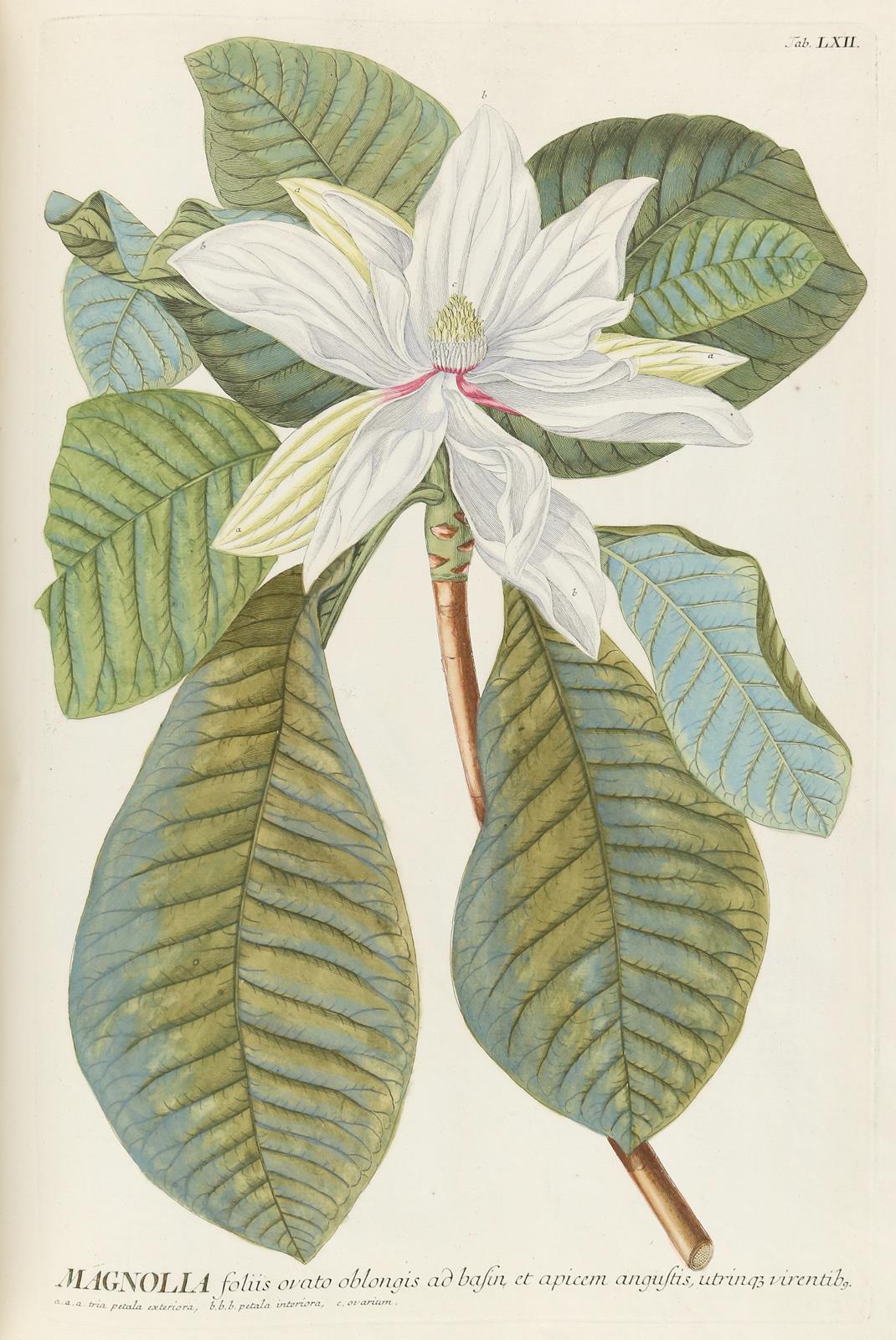 Trew,Ch.J. | Bild Nr.7