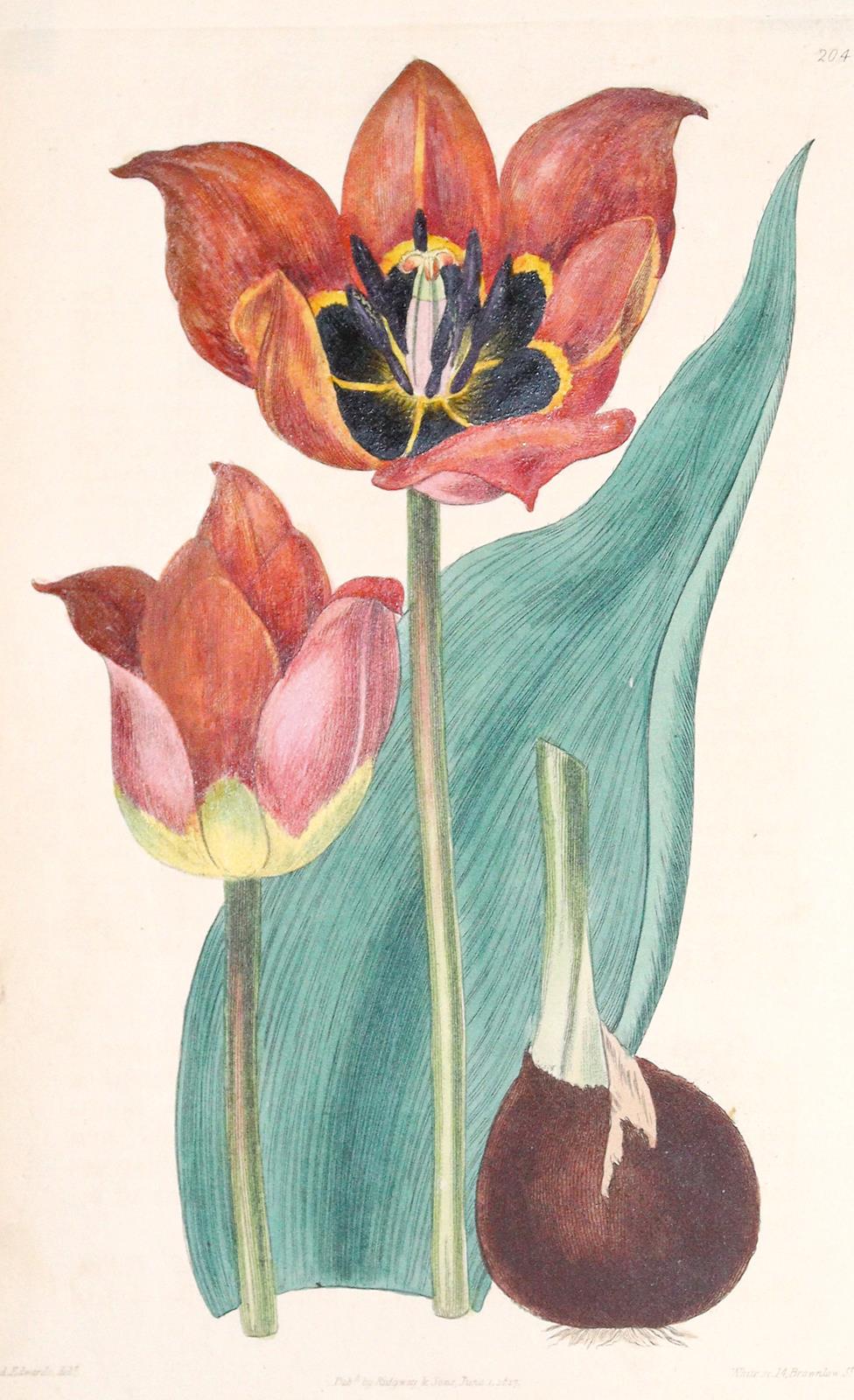 Tulpen. | Bild Nr.6