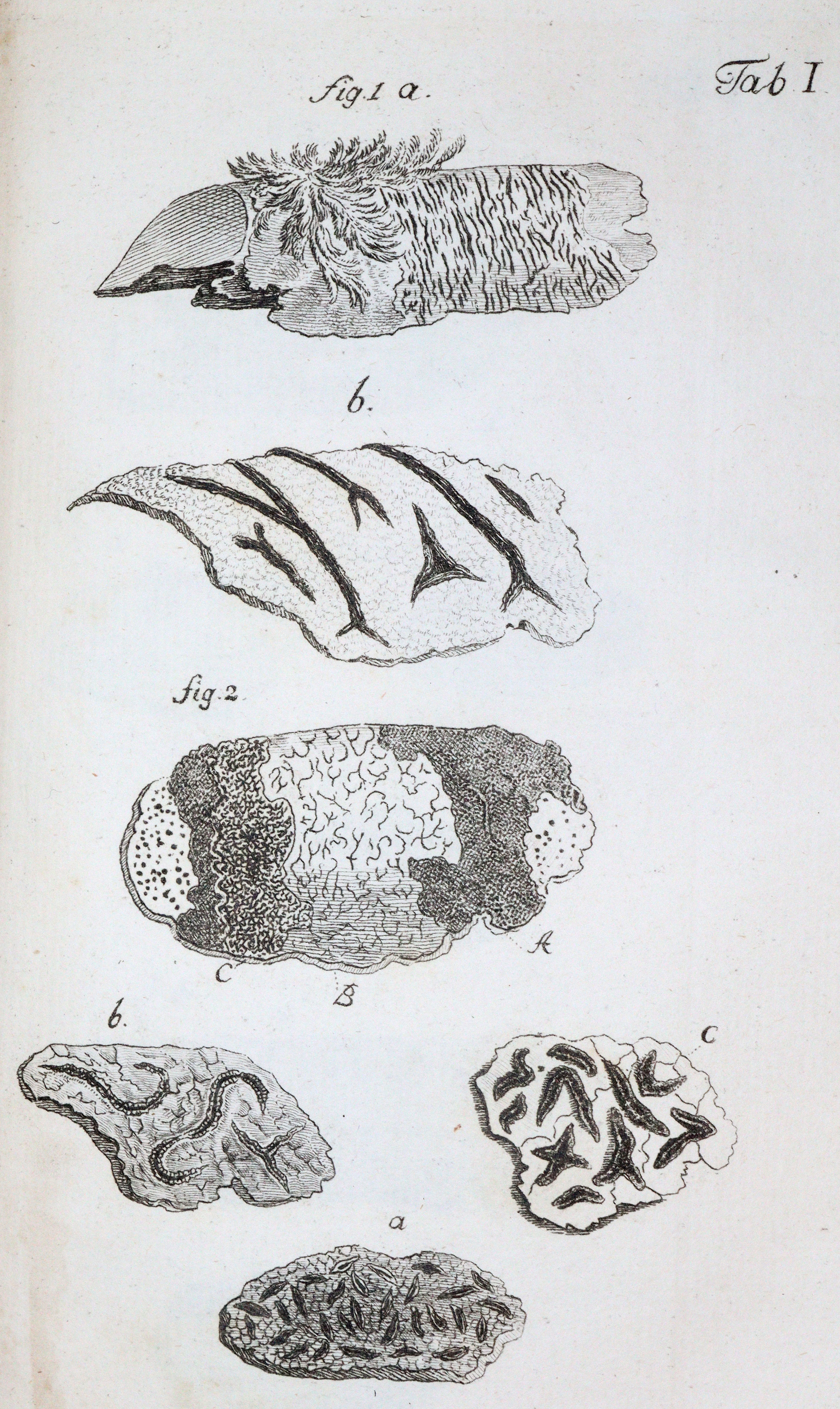 Uster,P. (Hrsg.). | Bild Nr.2