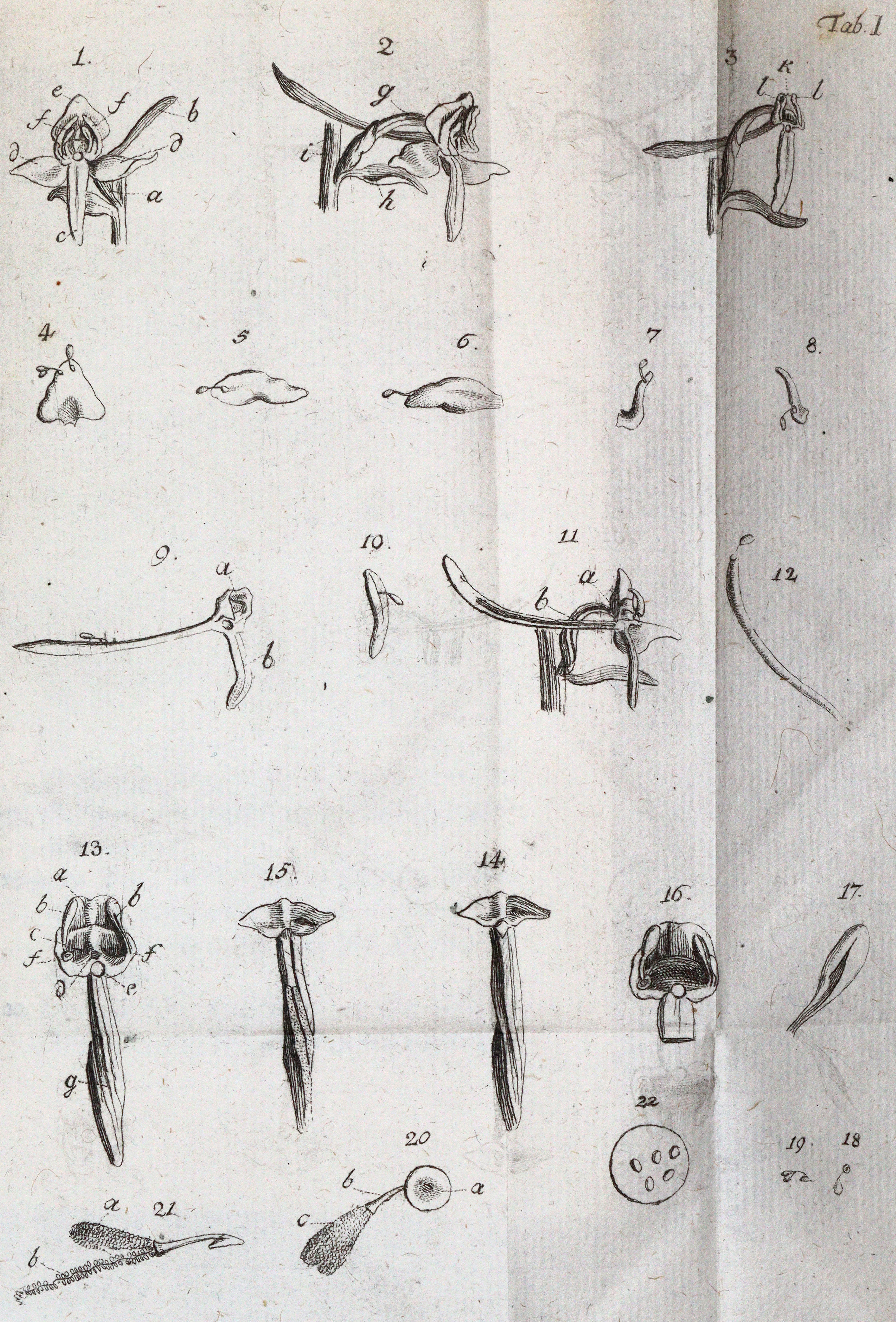 Uster,P. (Hrsg.). | Bild Nr.3