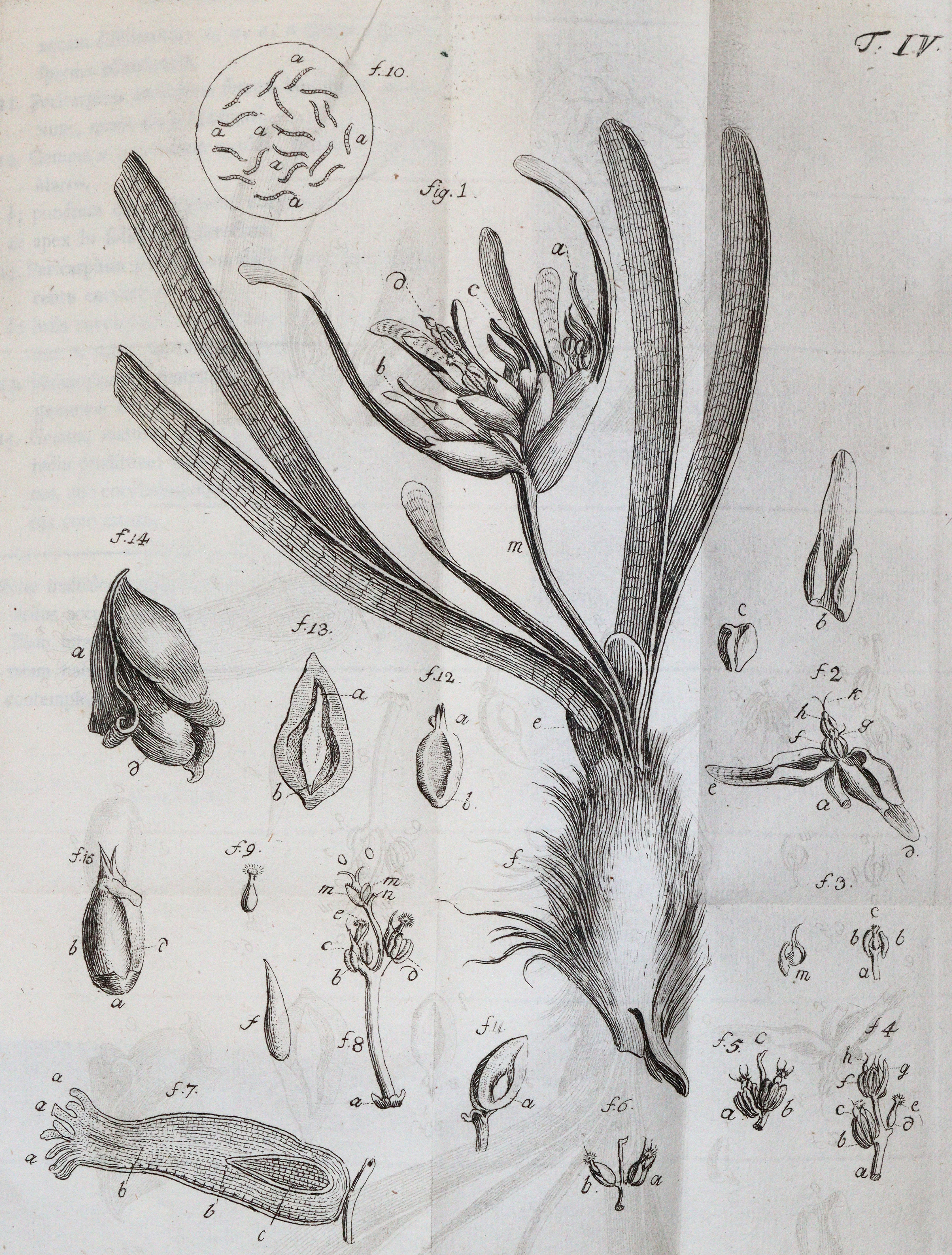 Uster,P. (Hrsg.). | Bild Nr.4