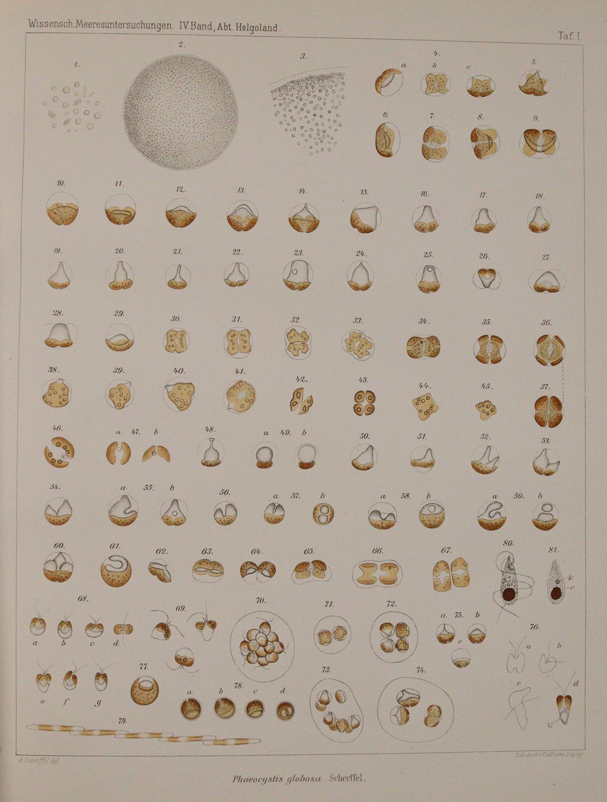 Wissenschaftliche Meeresuntersuchungen. | Bild Nr.4
