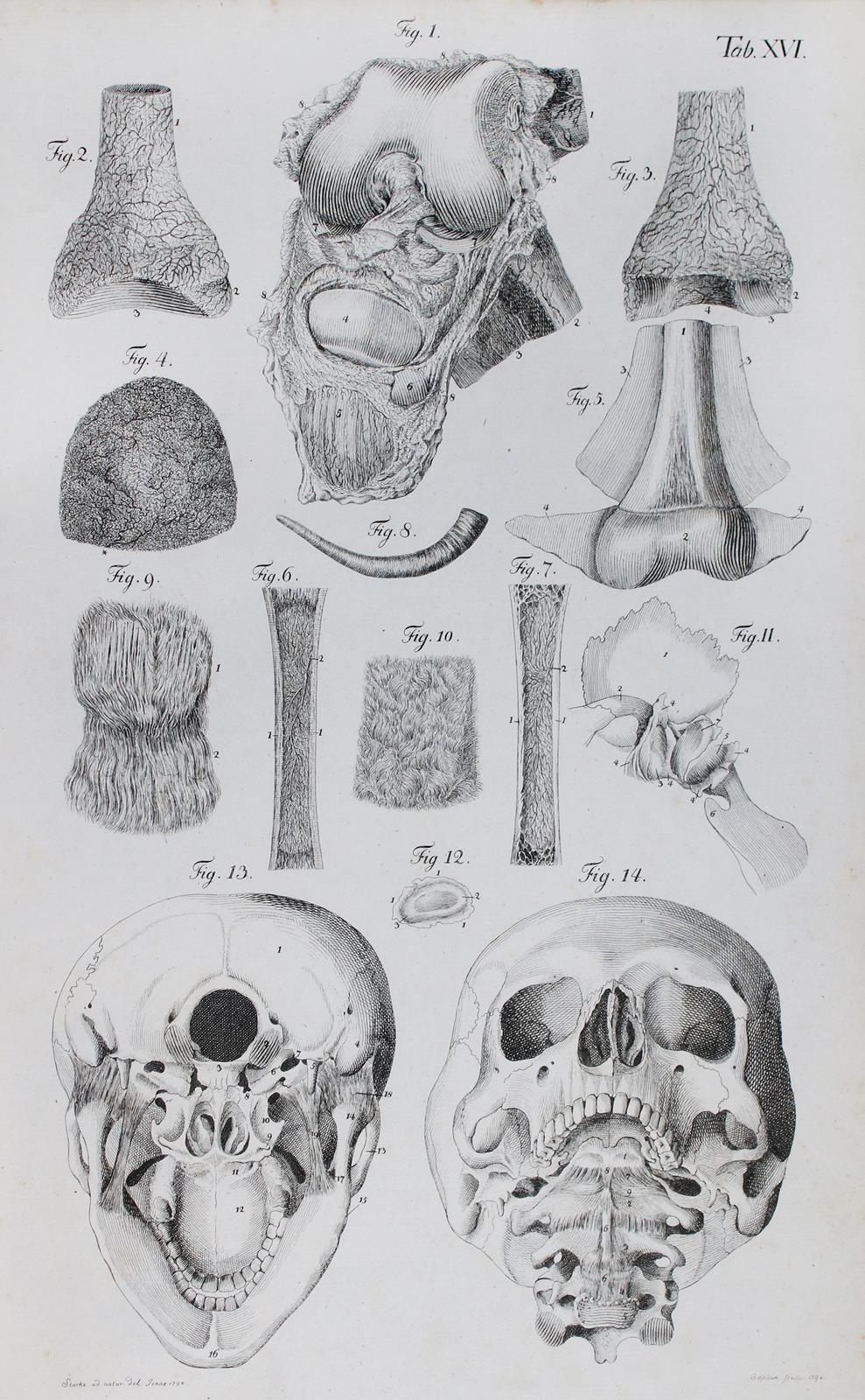 Loder,J.C. | Bild Nr.2