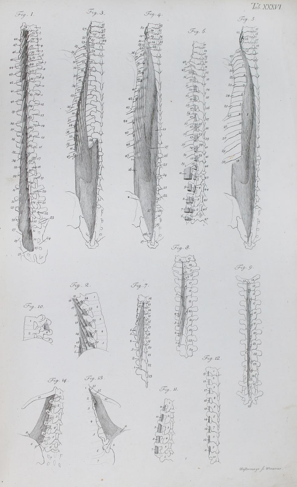 Loder,J.C. | Bild Nr.4