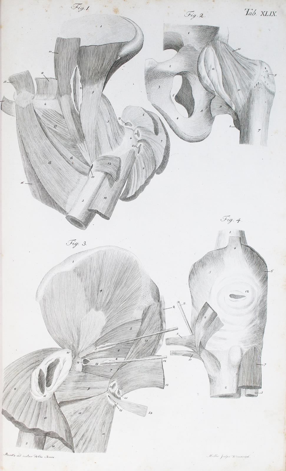 Loder,J.C. | Bild Nr.5