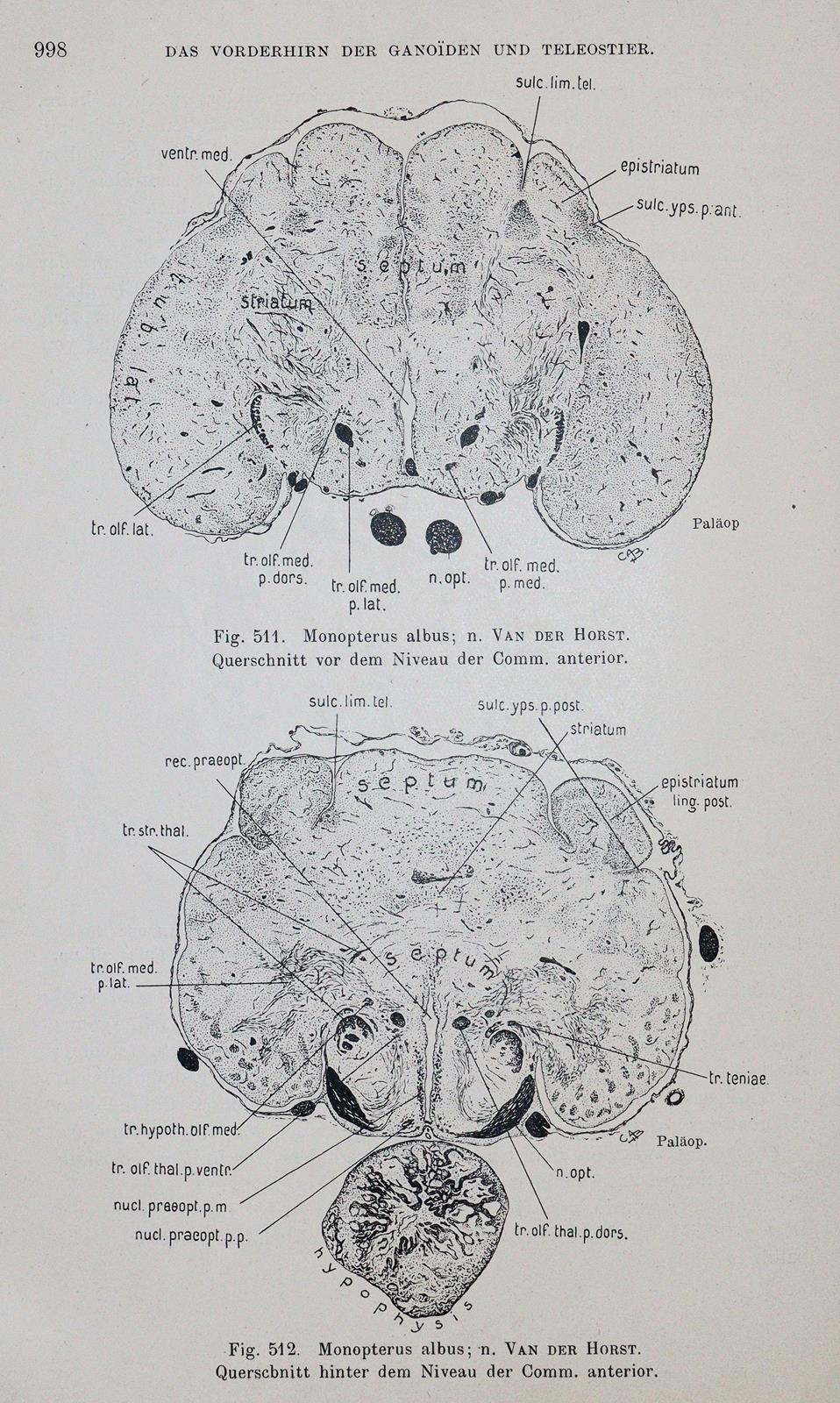 Droogleever Fortuyn,A.B. u. C.U.Ariens Kappers. | Bild Nr.2