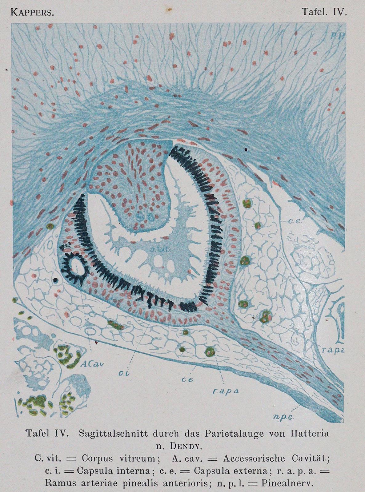 Droogleever Fortuyn,A.B. u. C.U.Ariens Kappers. | Bild Nr.3