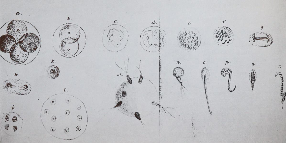 Gedda,L. (Hrsg.). | Bild Nr.2