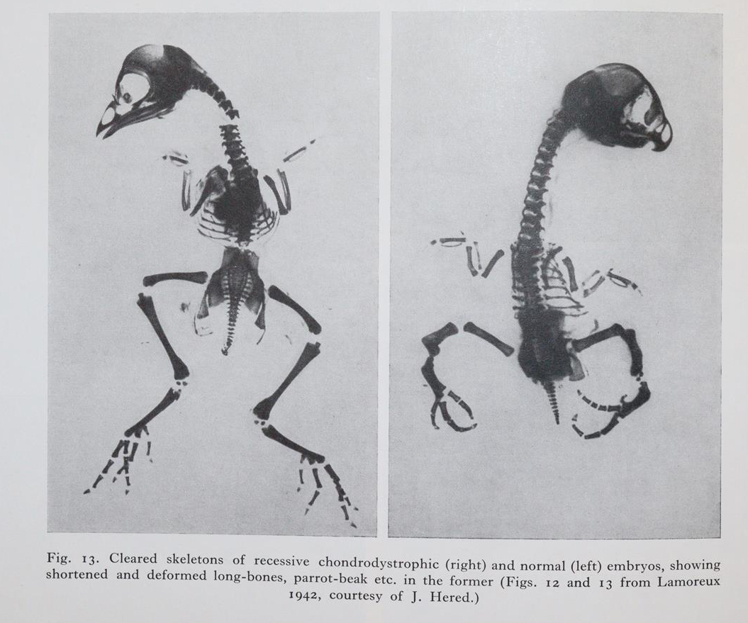 Gedda,L. (Hrsg.). | Bild Nr.4