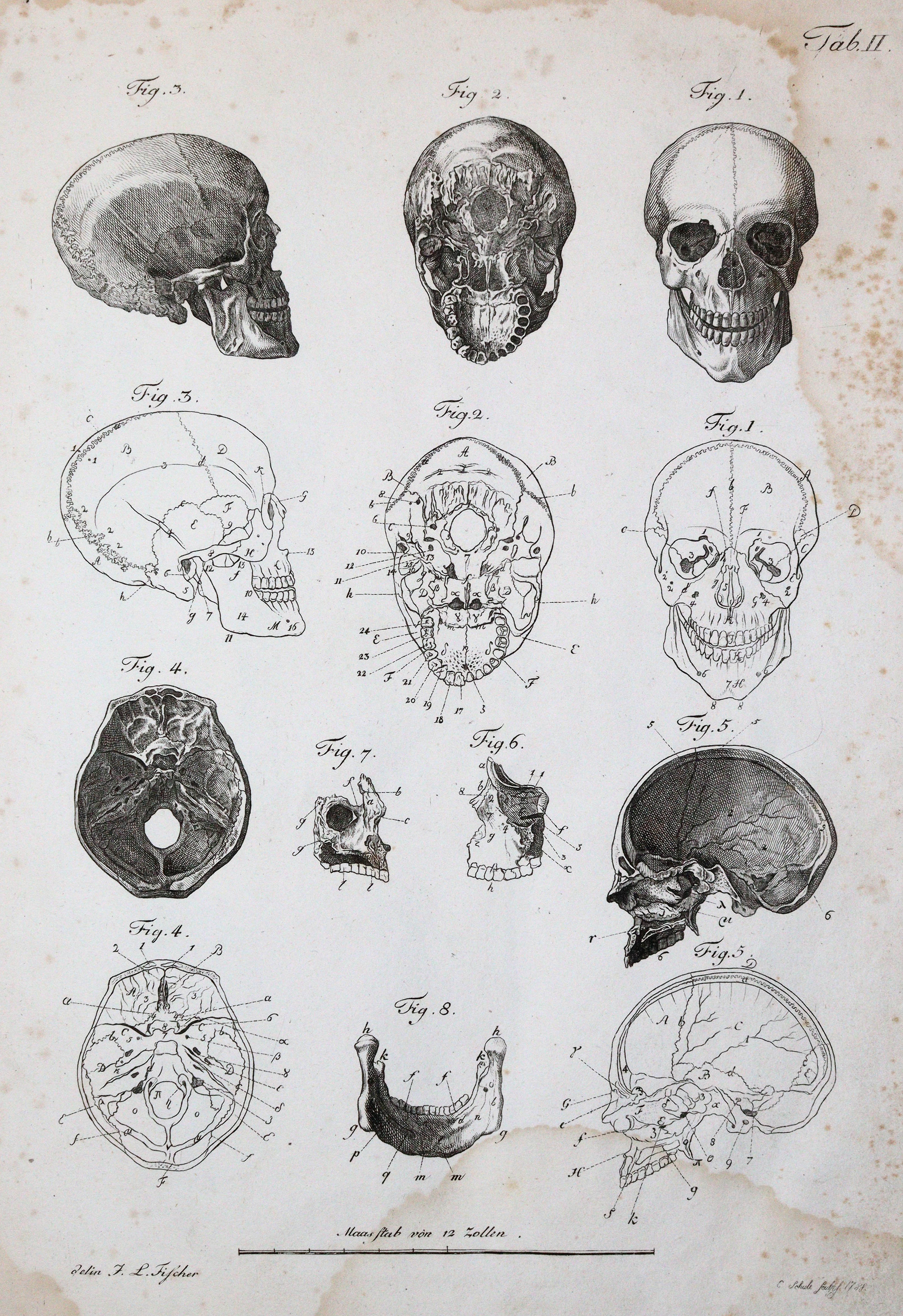 Kulmus,J.A. | Bild Nr.2
