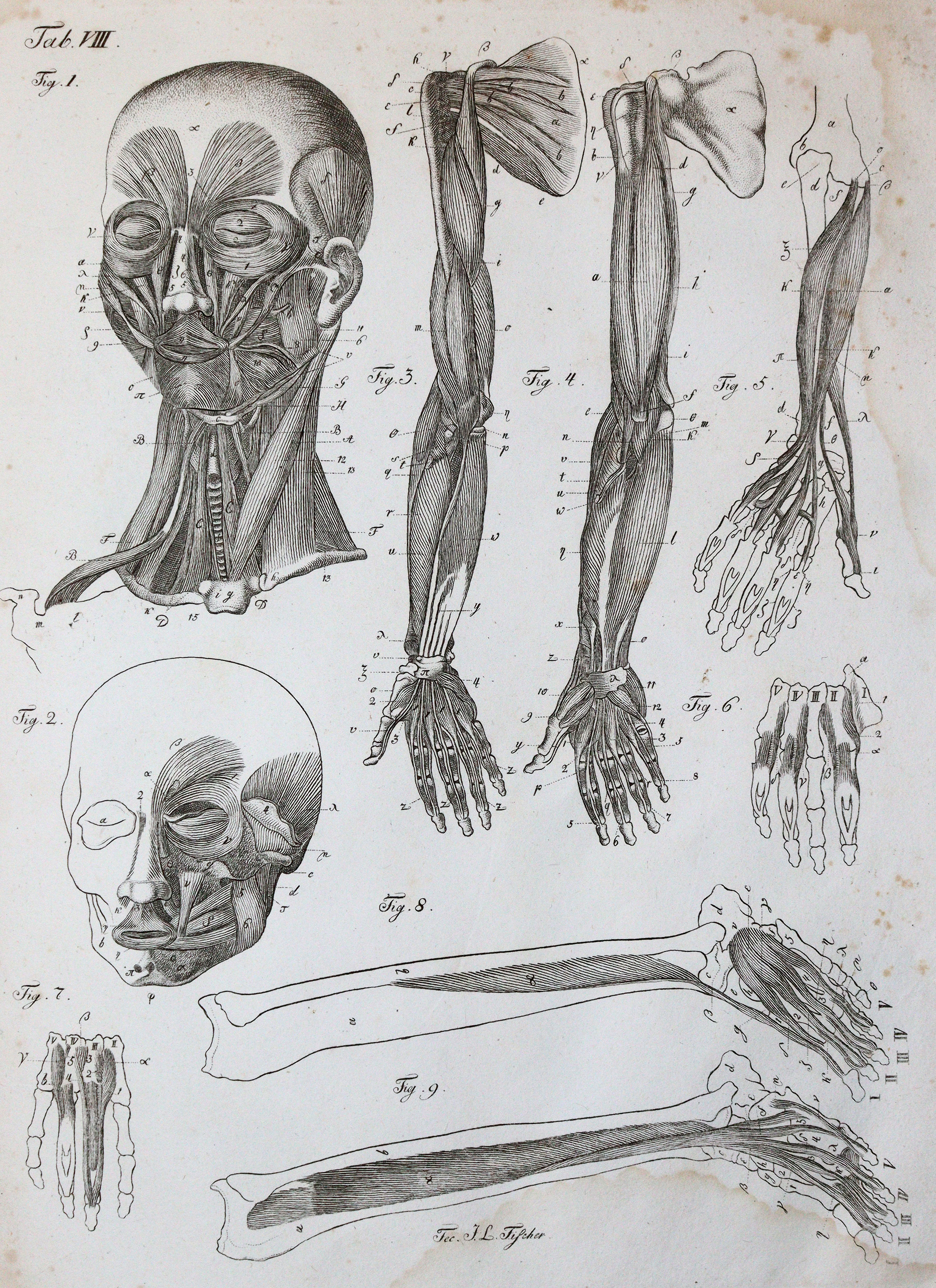 Kulmus,J.A. | Bild Nr.4