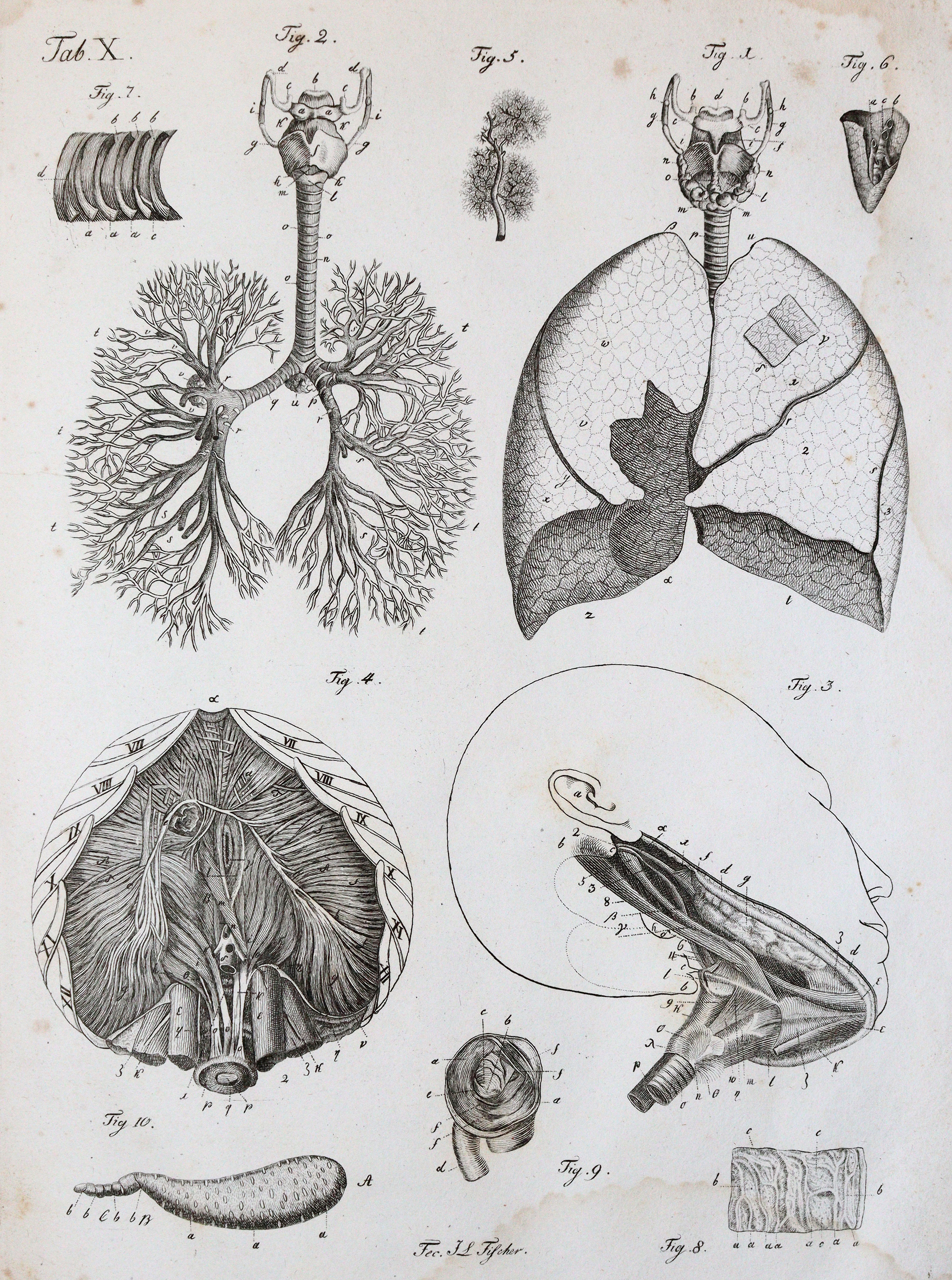 Kulmus,J.A. | Bild Nr.5