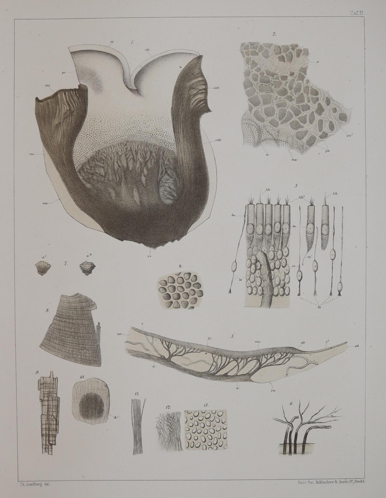 Retzius,G. | Bild Nr.4