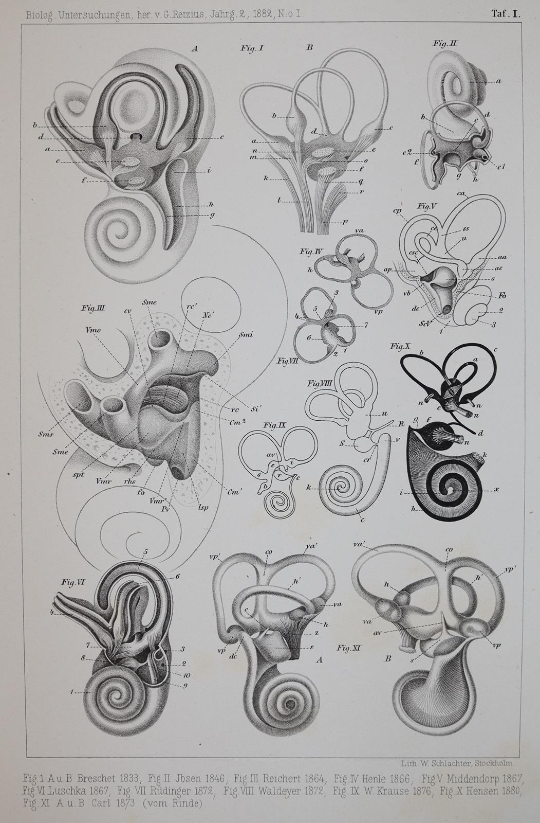Retzius,G. | Bild Nr.7