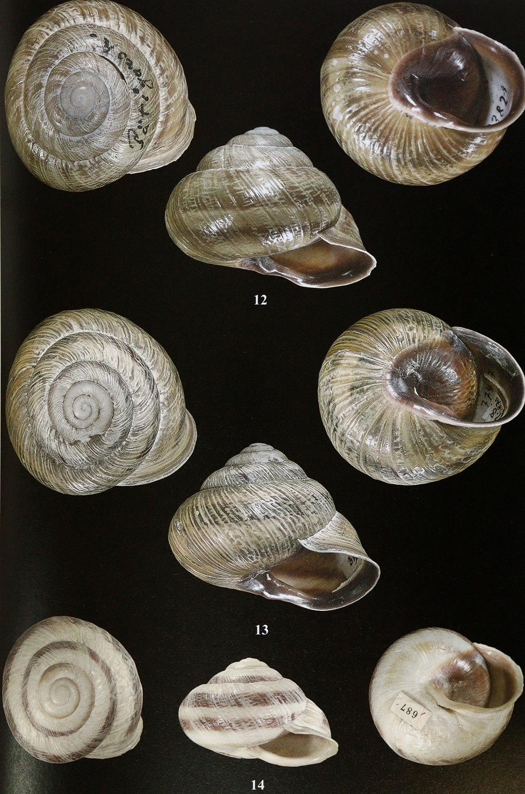 Archiv für Molluskenkunde. | Bild Nr.2