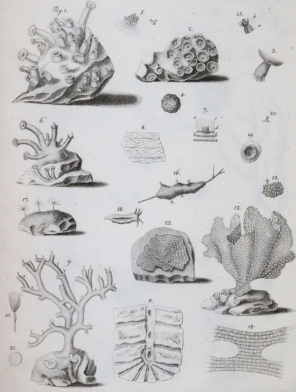 Cavolini,F. | Bild Nr.3