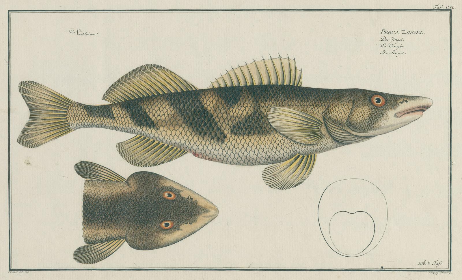 Bloch,M.E. | Bild Nr.1