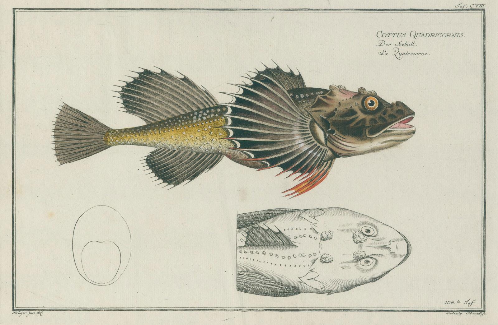 Bloch,M.E. | Bild Nr.4