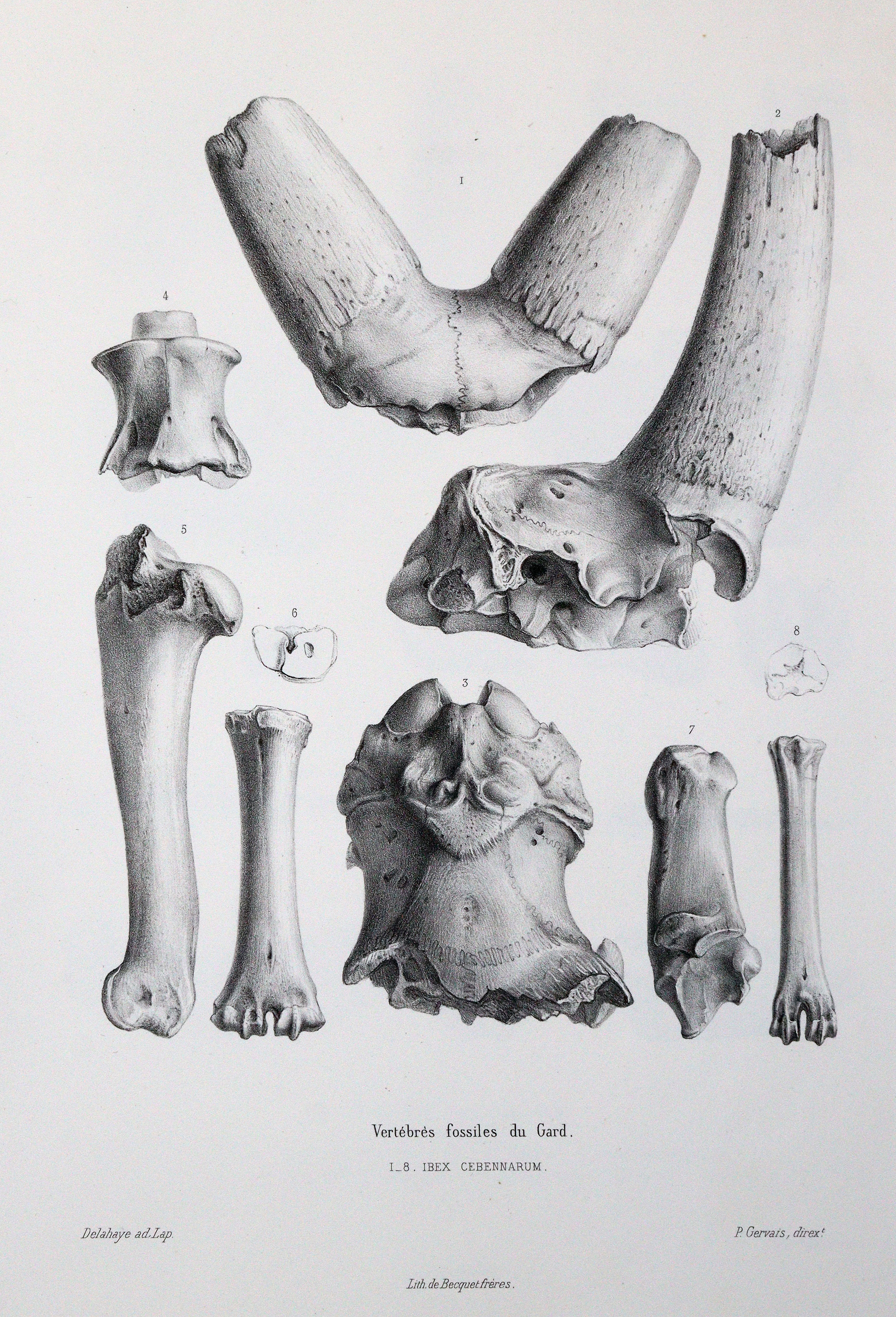 Gervais,(F.L.)P. | Bild Nr.2