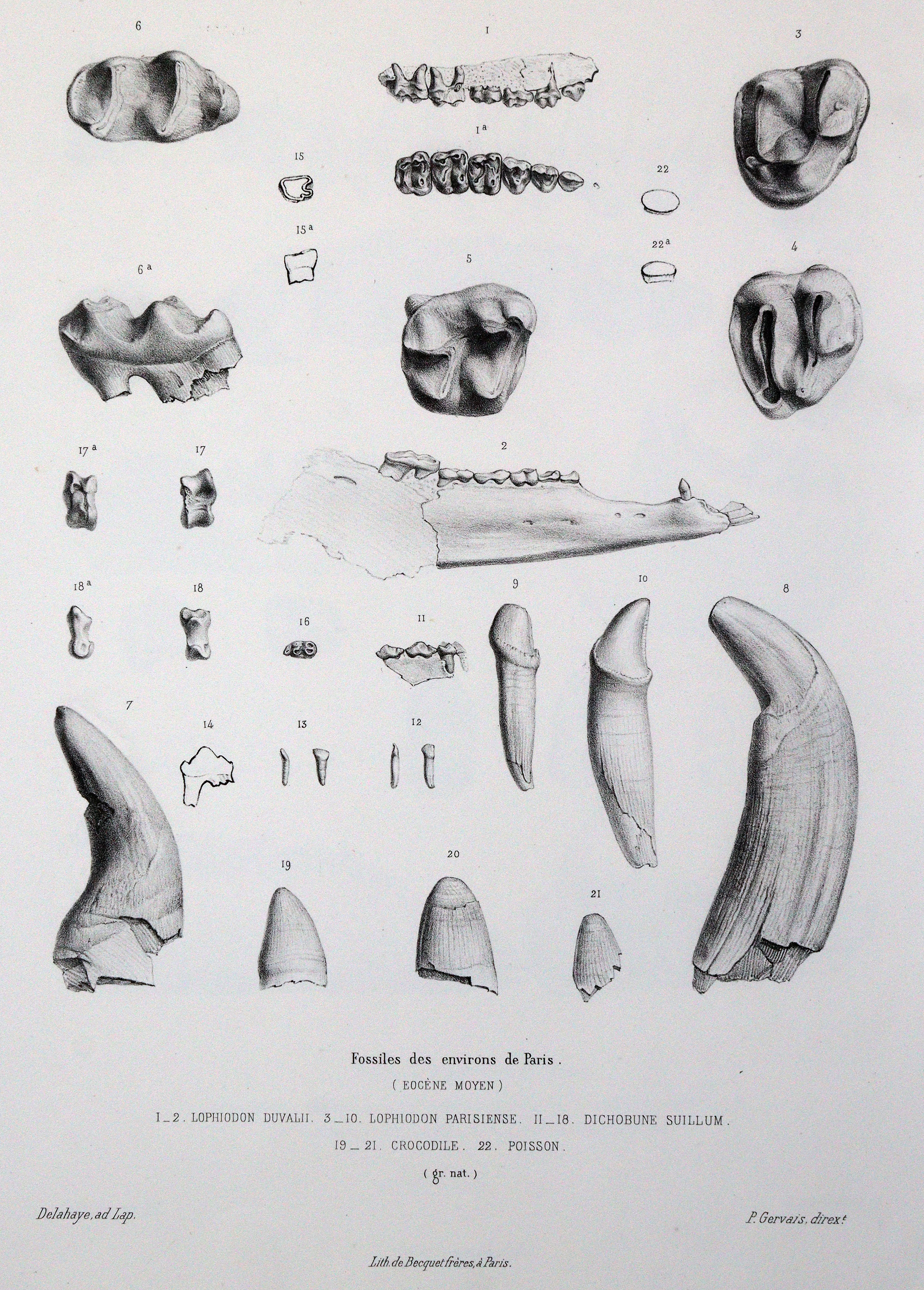 Gervais,(F.L.)P. | Bild Nr.3