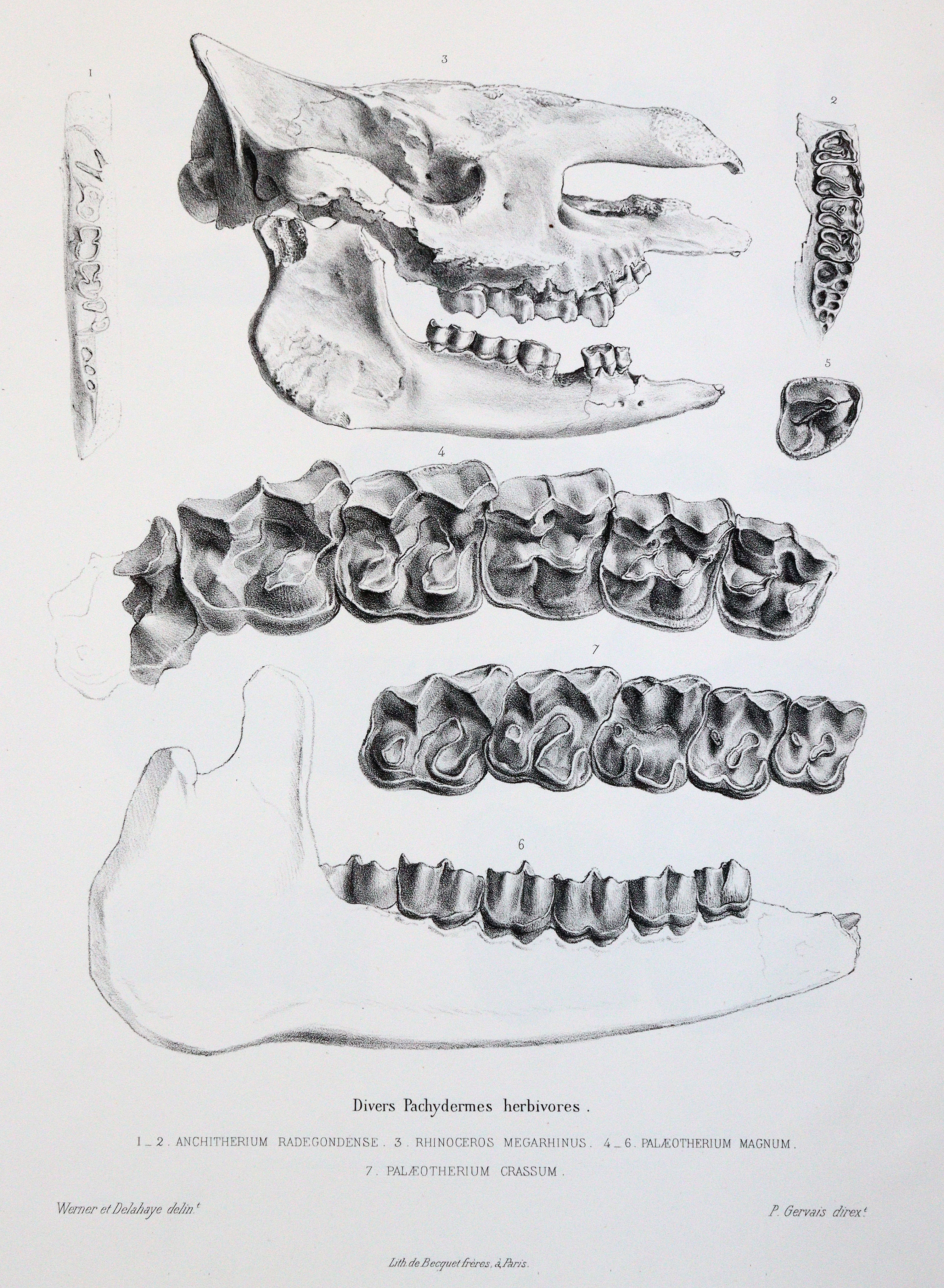 Gervais,(F.L.)P. | Bild Nr.4
