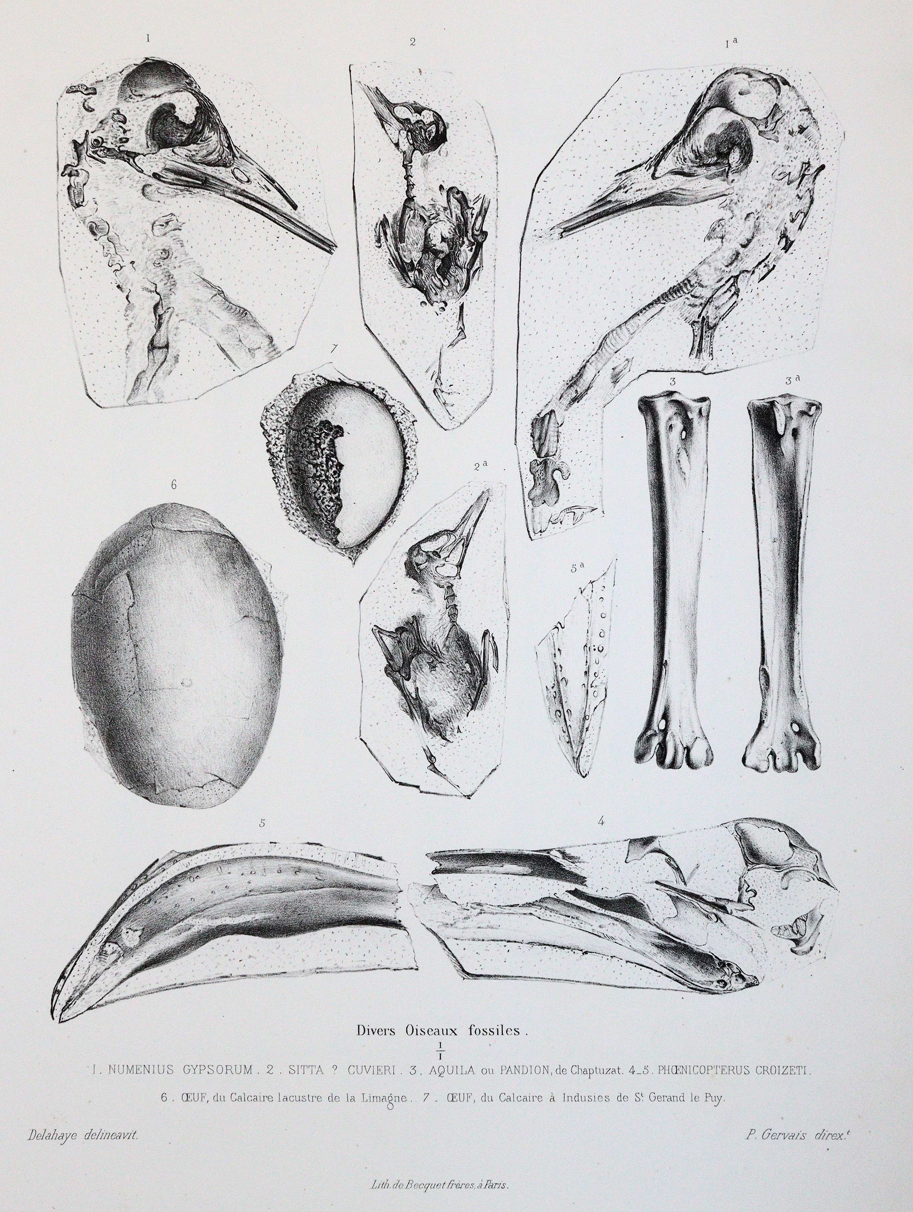 Gervais,(F.L.)P. | Bild Nr.5