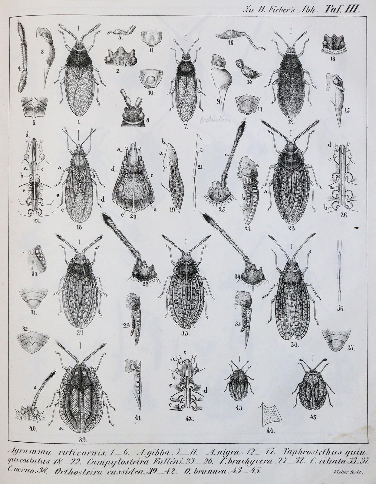 Fieber,F.X. | Bild Nr.2