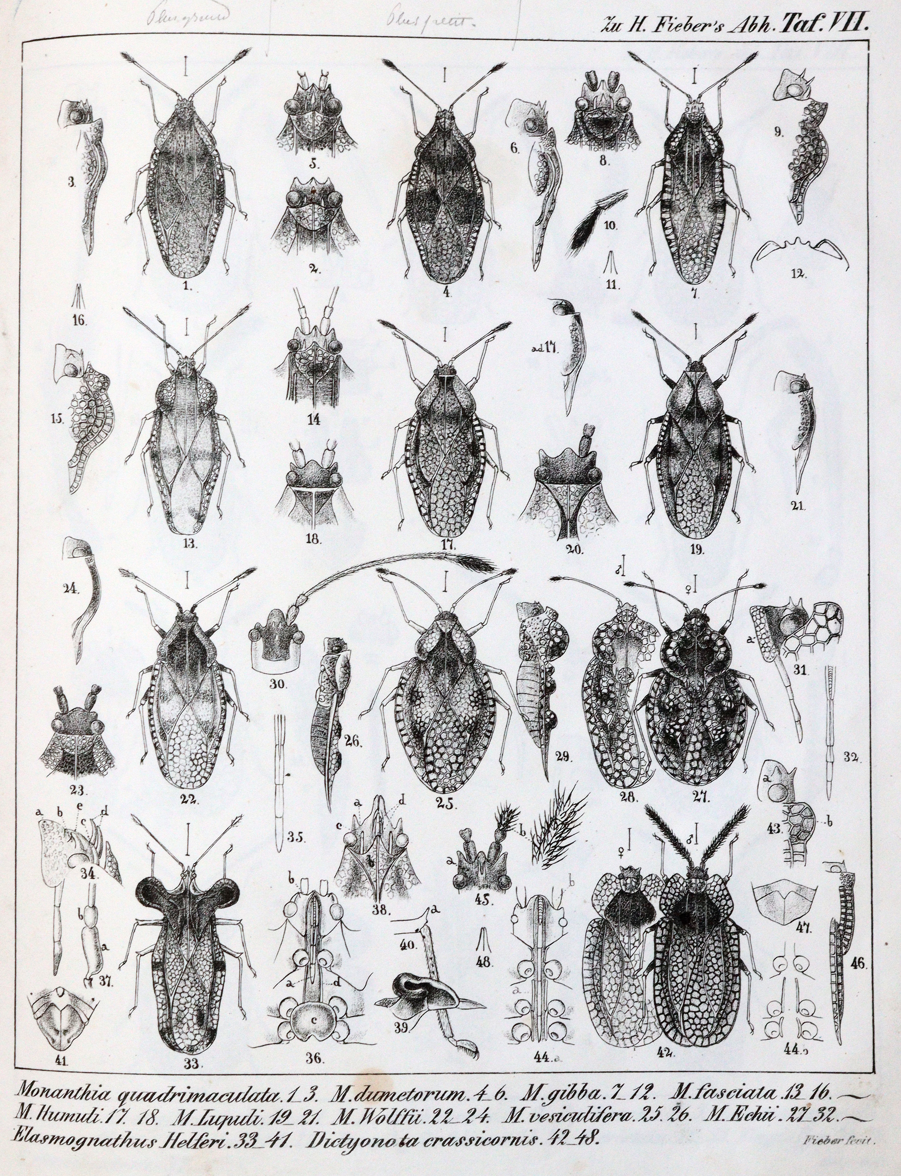 Fieber,F.X. | Bild Nr.3