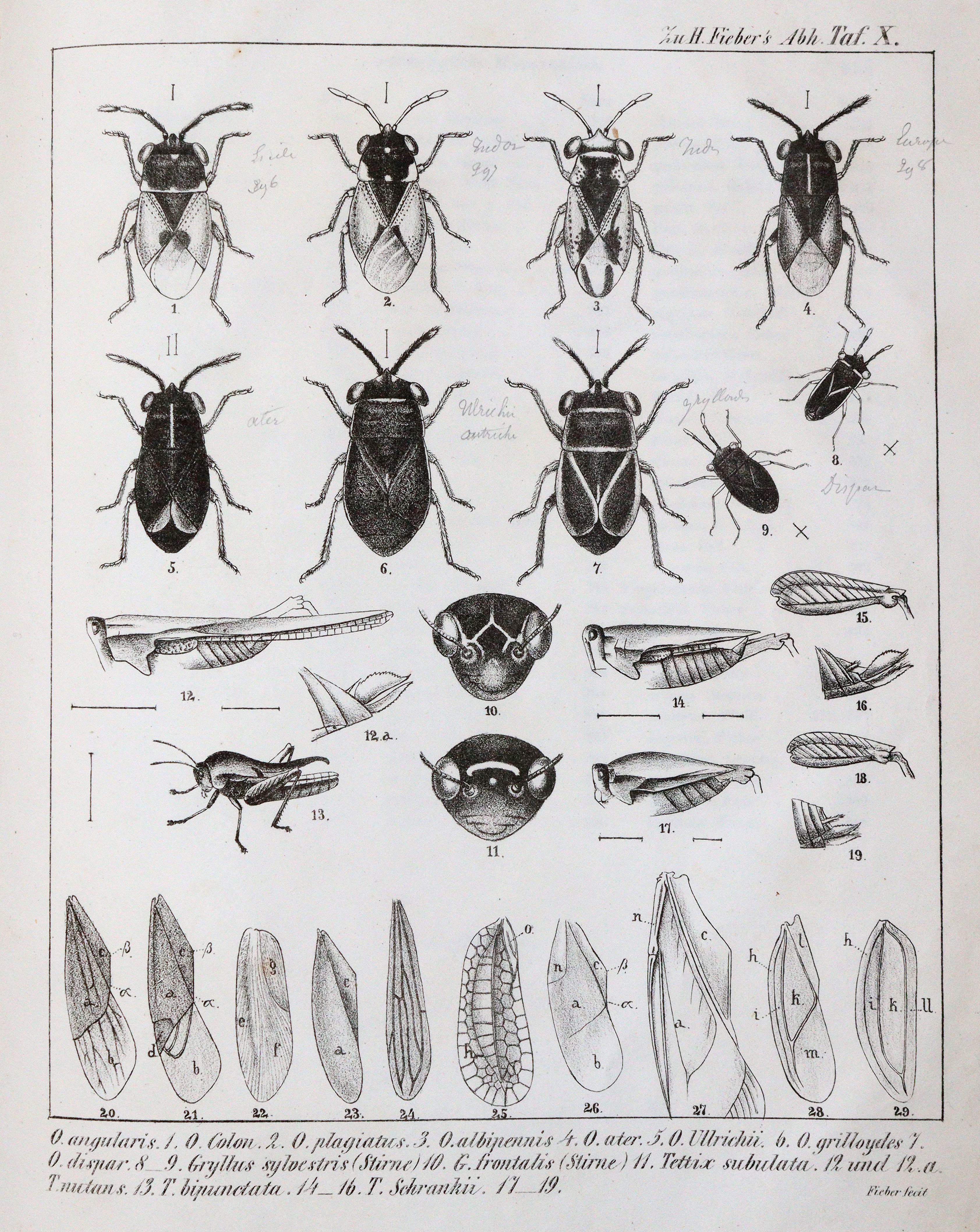 Fieber,F.X. | Bild Nr.4