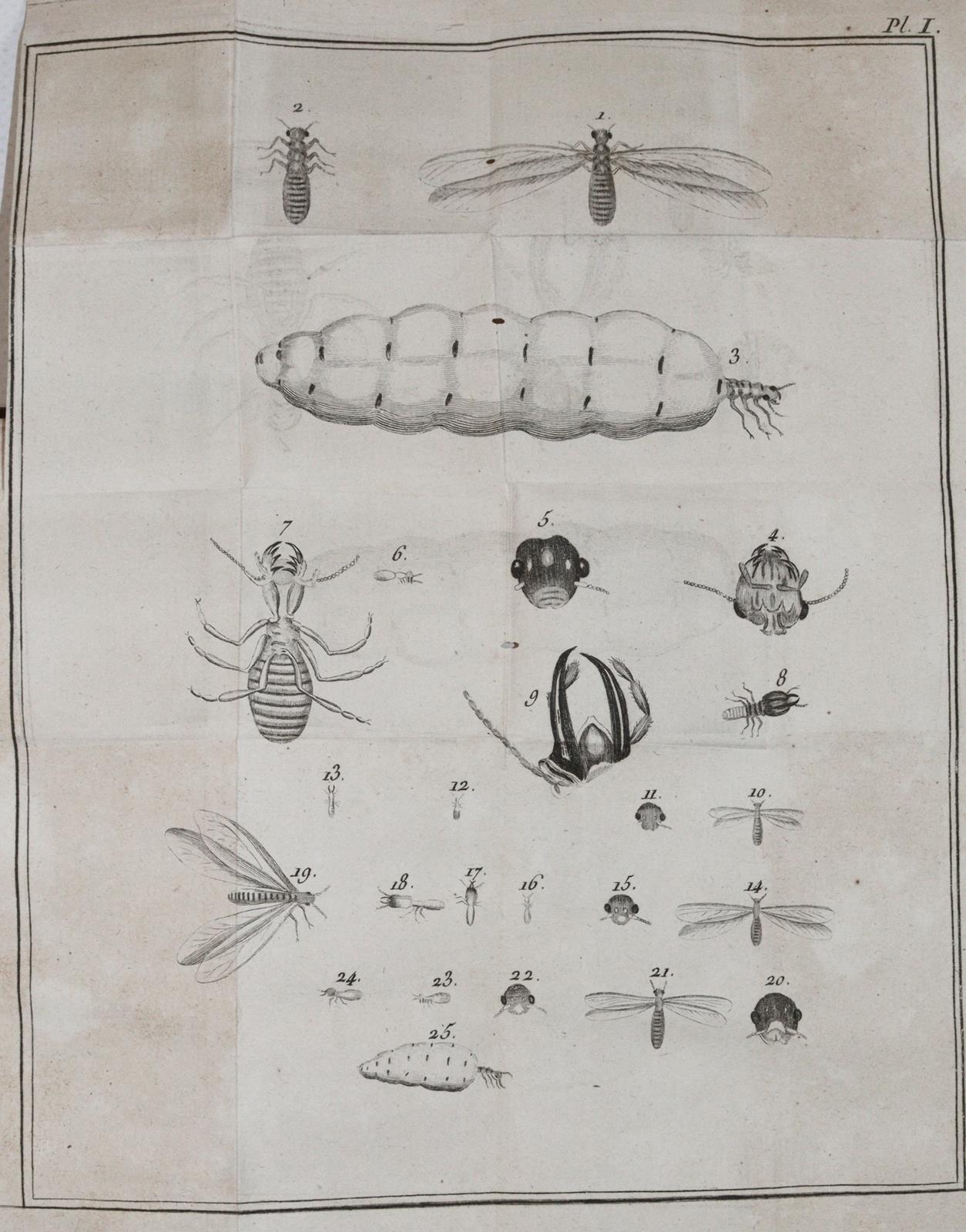 Smeathman,H. | Bild Nr.2