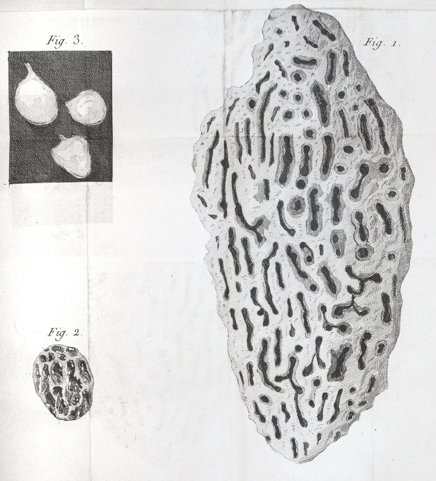 Smeathman,H. | Bild Nr.4