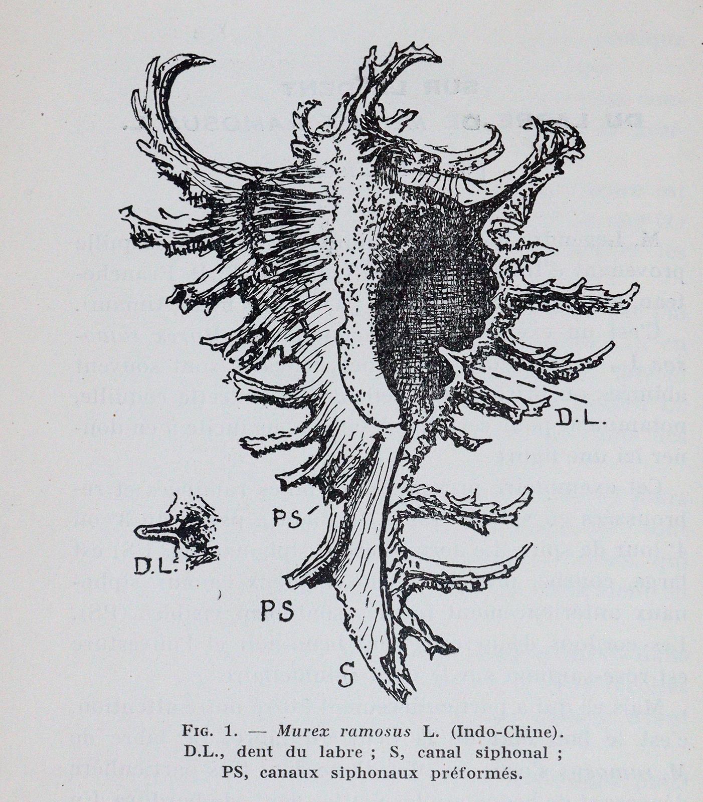 Journal de Conchyliologie. | Bild Nr.2