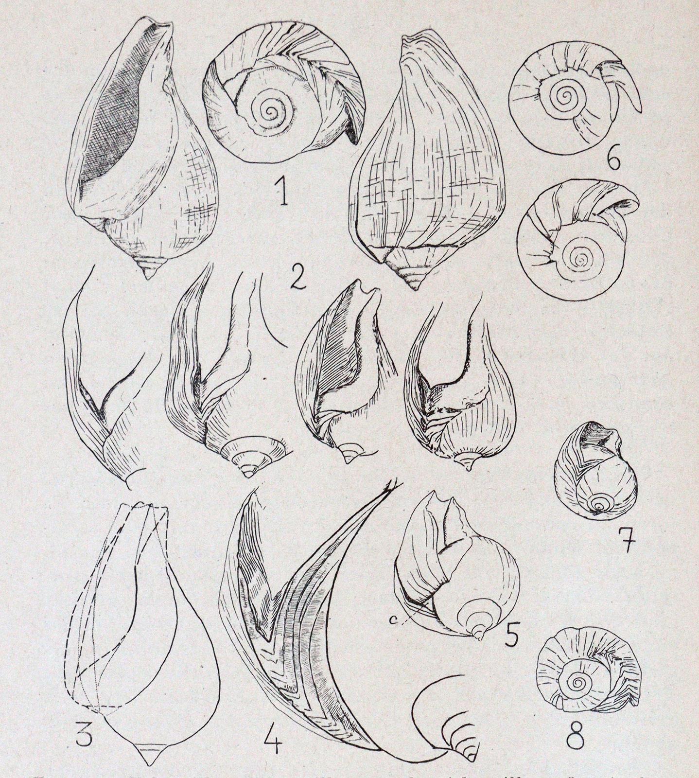 Journal de Conchyliologie. | Bild Nr.3