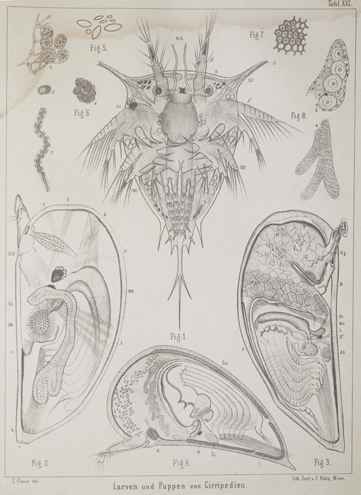 Claus,C. | Bild Nr.1