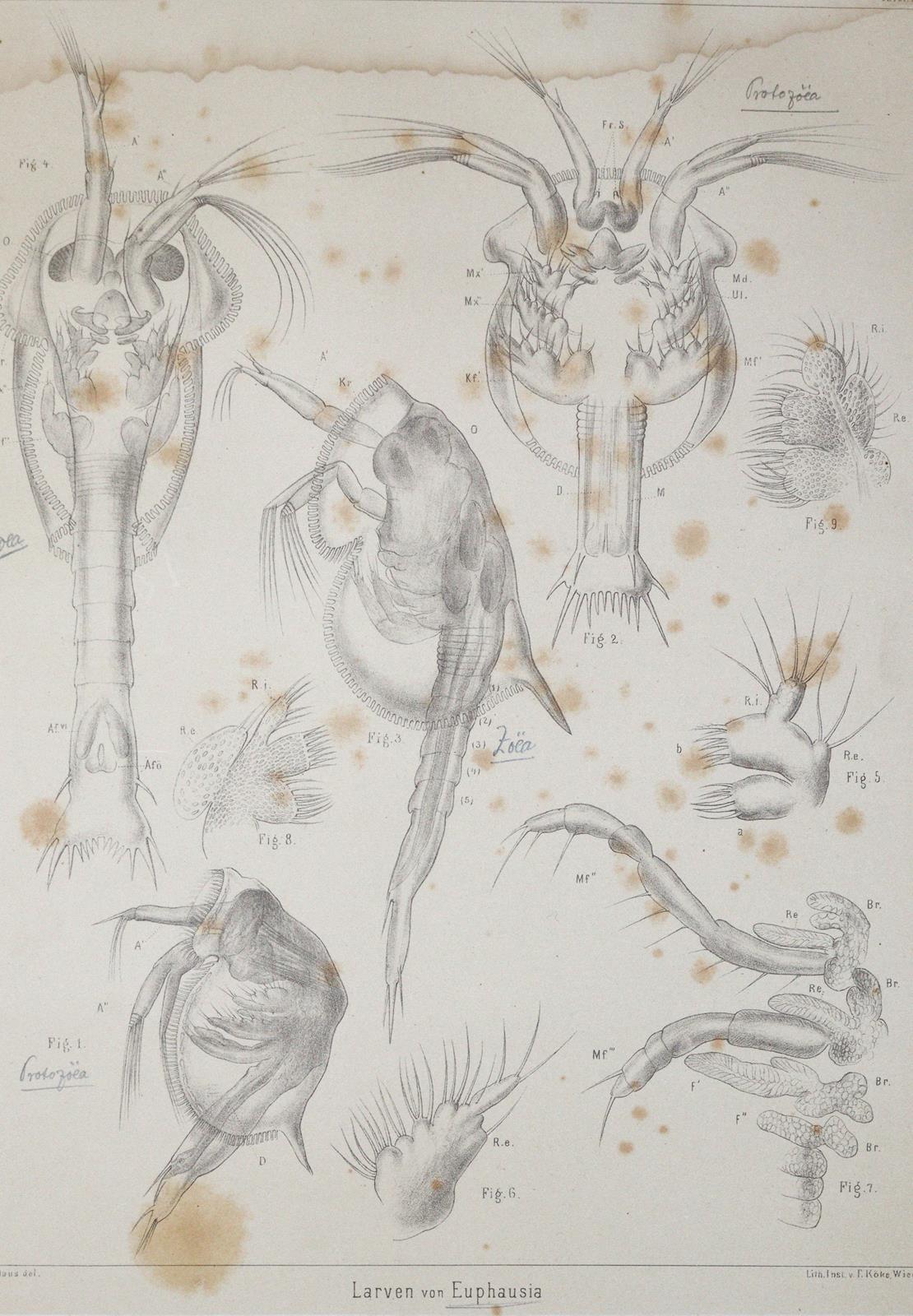 Claus,C. | Bild Nr.2