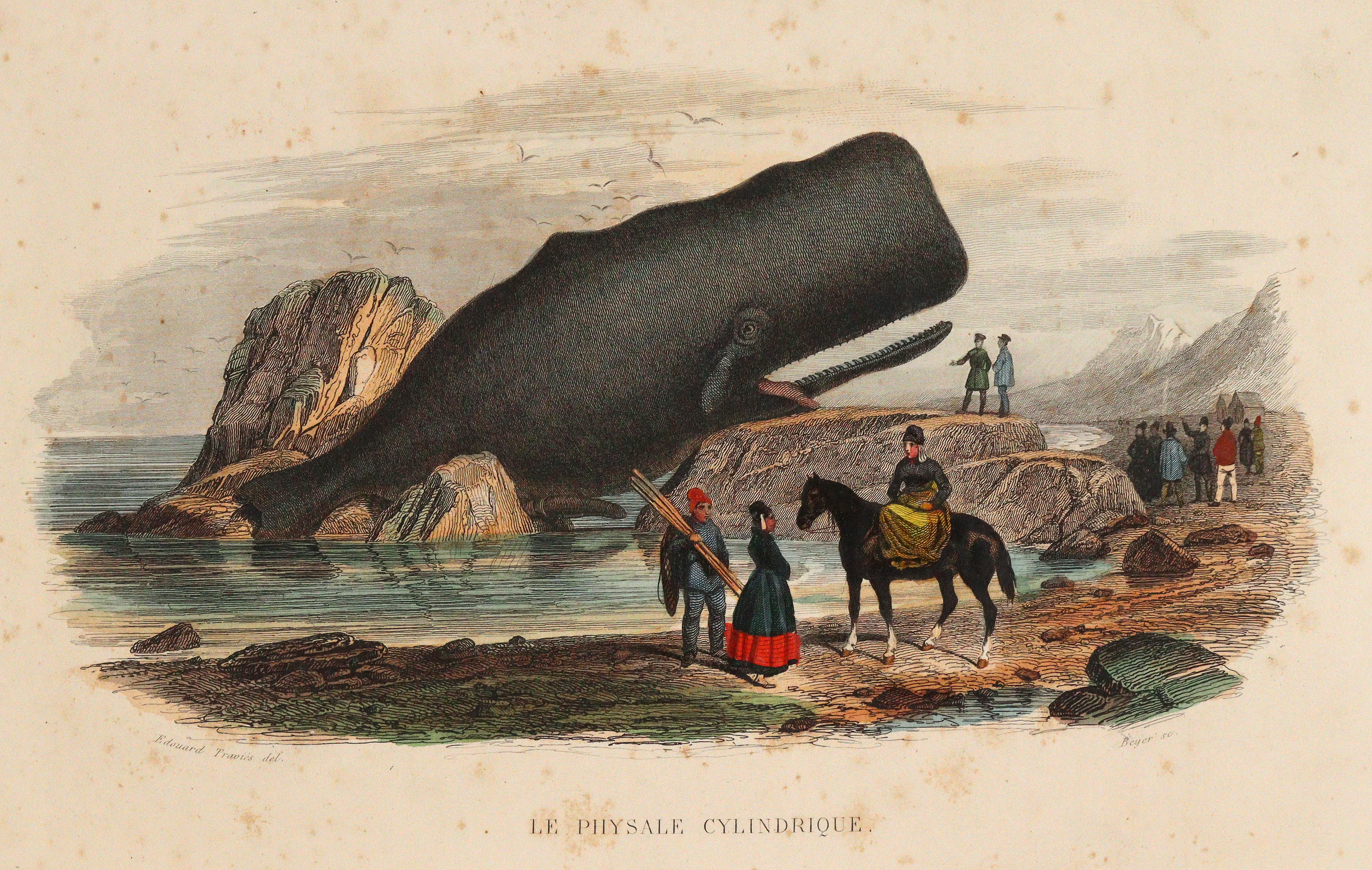 Lacépède,B.G.E.de. | Bild Nr.2