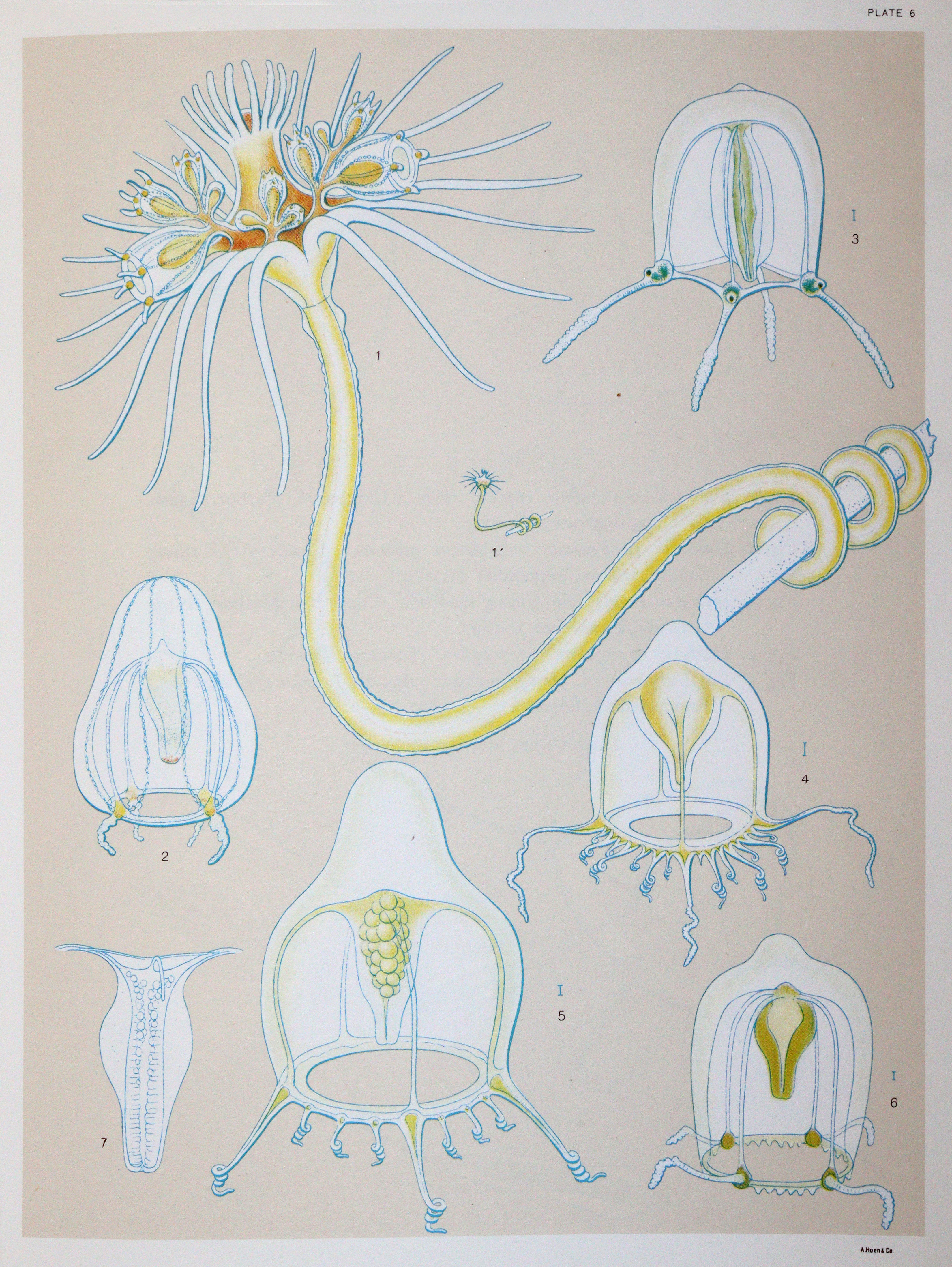 Mayer,A.G. | Bild Nr.2