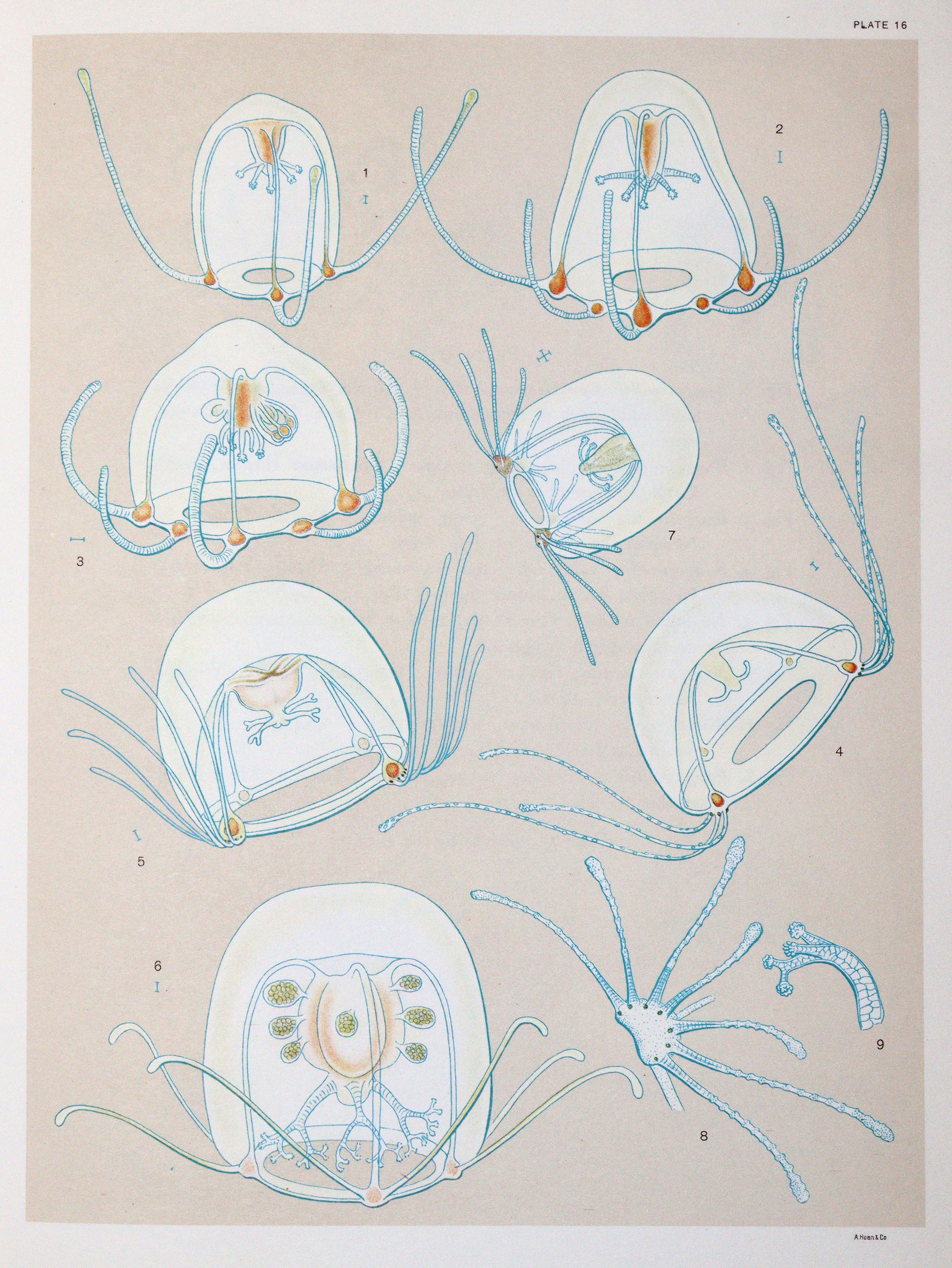 Mayer,A.G. | Bild Nr.3